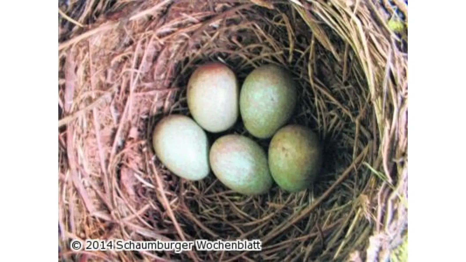 Mit dem Heckenschnitt noch warten (Foto: mk)