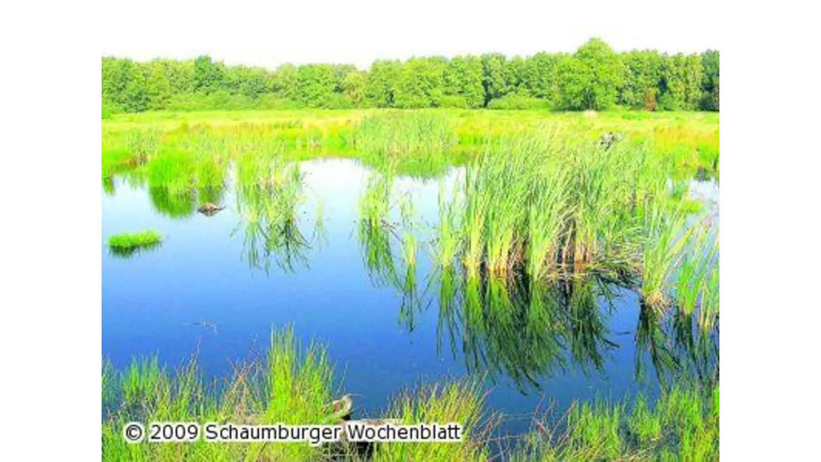 NABU plant Tümpelprojekt zur Rettung von Amphibienarten (Foto: ste)