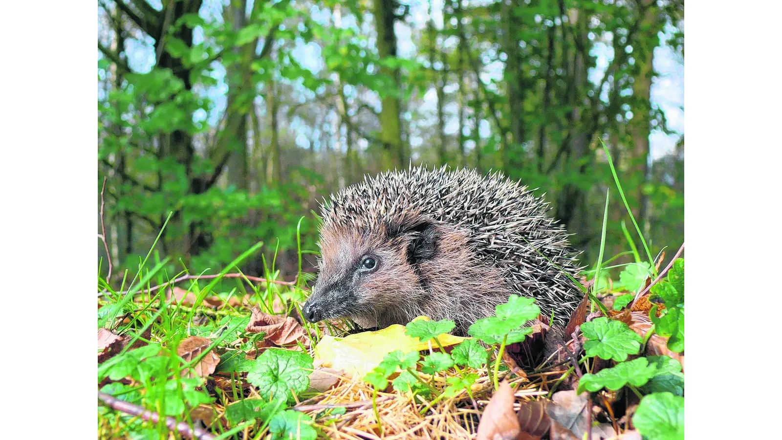 Nicht jeder Igel benötigt menschliche Hilfe (Foto: em)