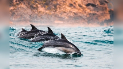 Eine Gruppe Delfine wird belästigt. (Foto: privat)