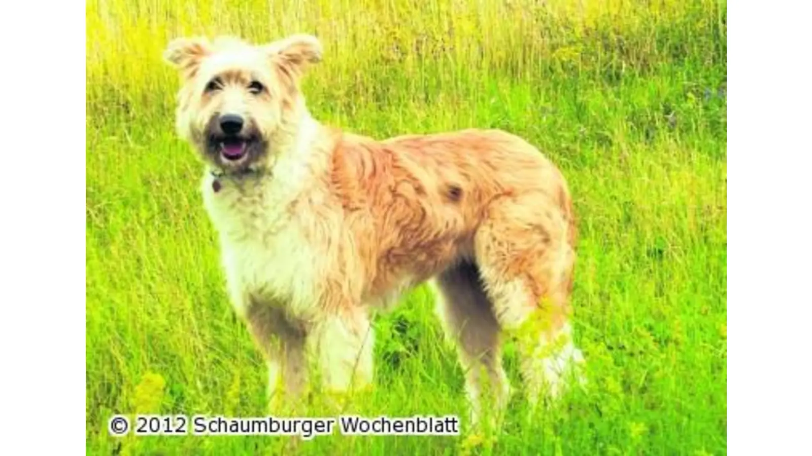 Tierschützer suchen Hündin (Foto: hb)