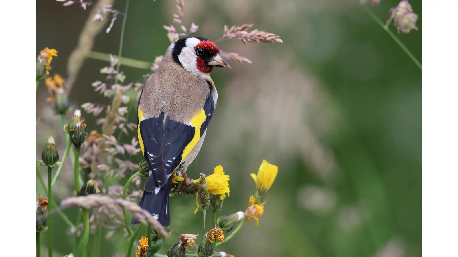 Möglicherweise können die Teilnehmer der Nabu-Aktion den Stieglitz entdecken.  (Foto: Nabu, Frank Derer)