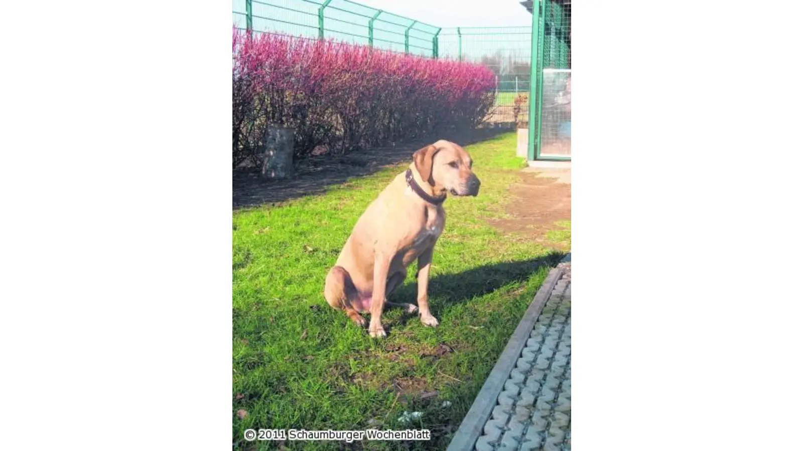 Yellow ist anhänglich (Foto: pd)