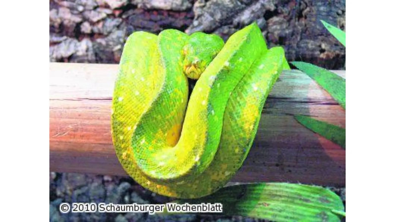 124 Riesenschlangen beschlagnahmt (Foto: em)