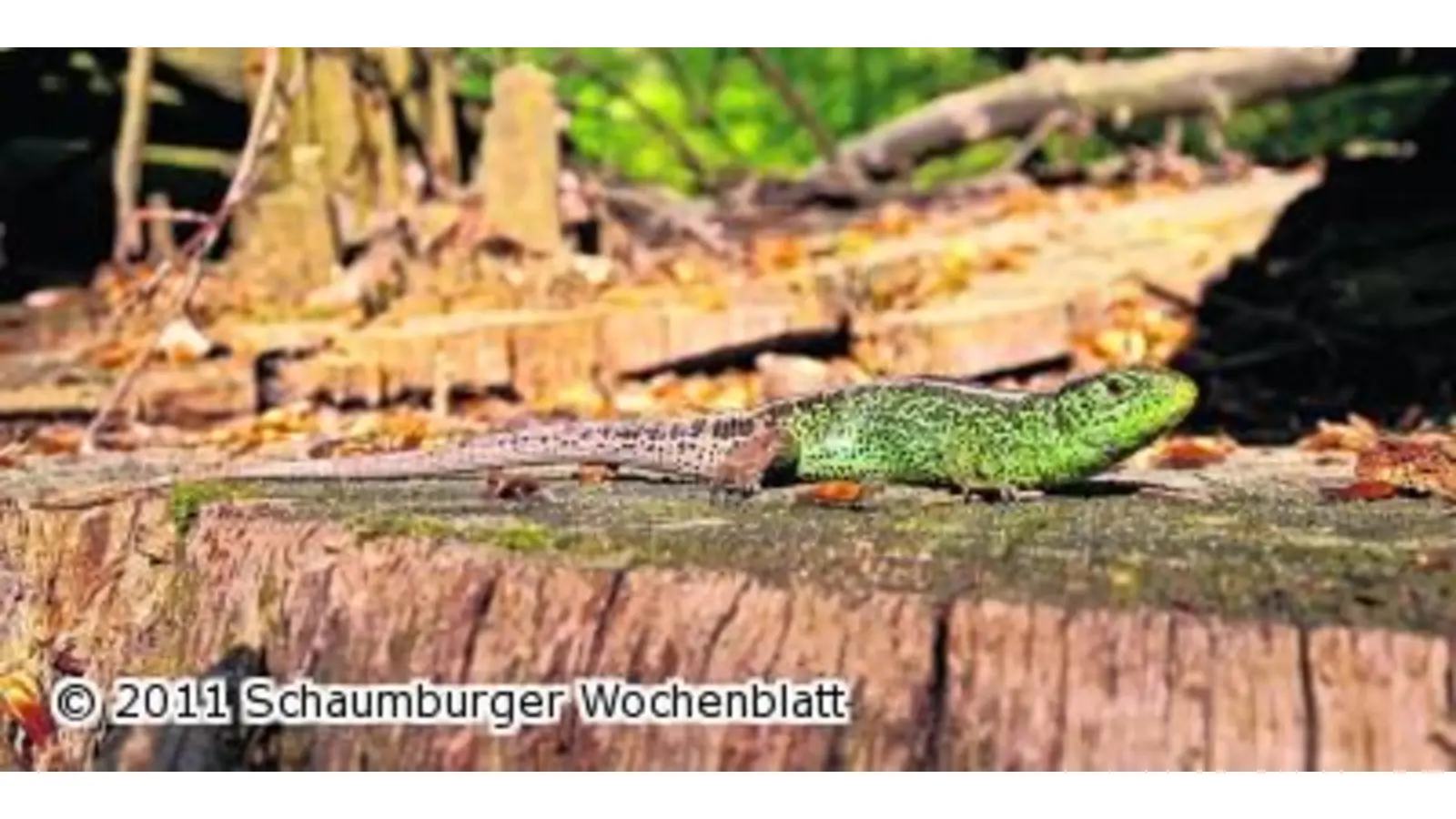 Amphibienzaun erfolgreich kontrolliert (Foto: ste)