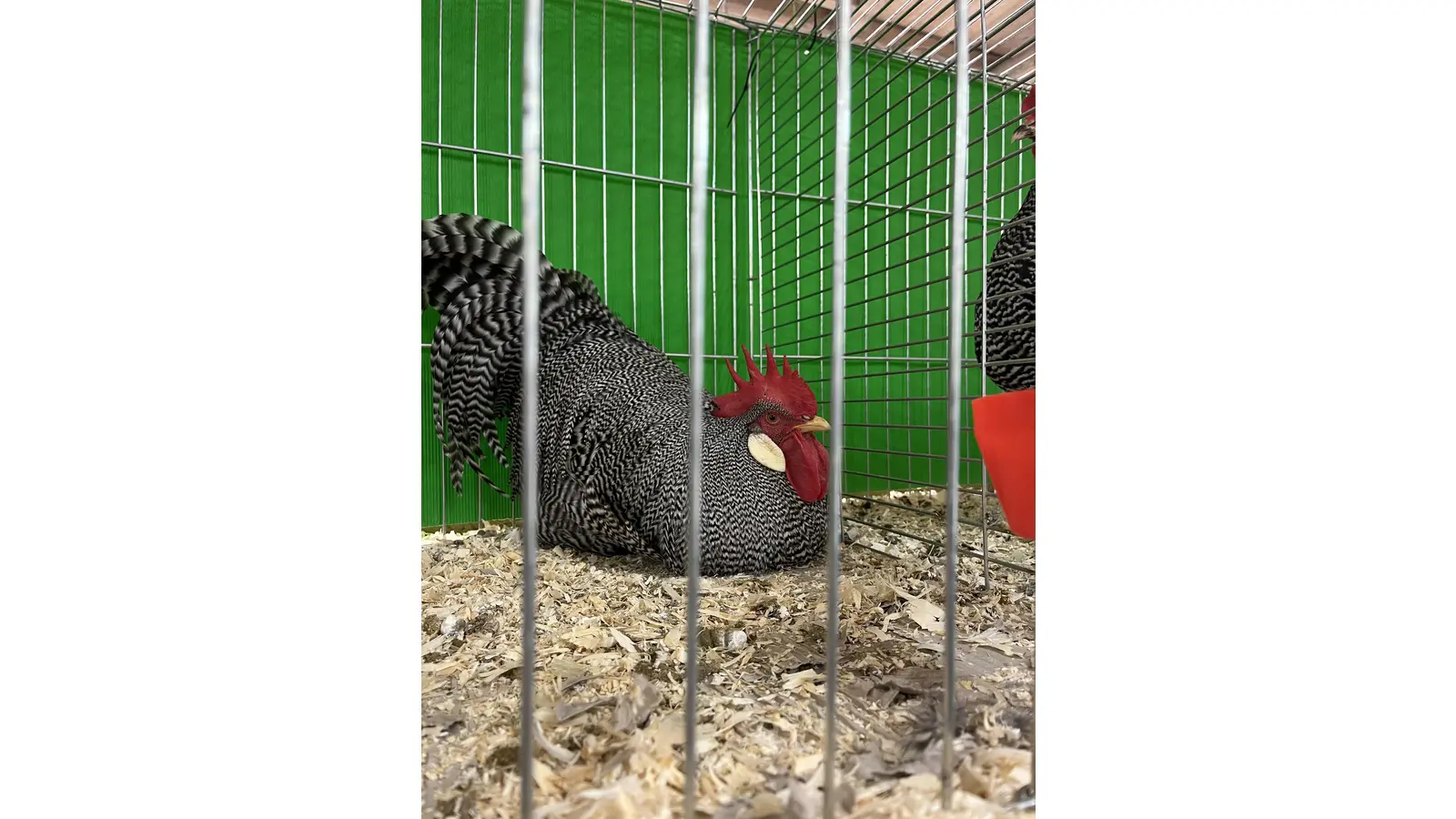 In Bückeburg gilt nun die „Aufstallungspflicht”. (Foto: nd)