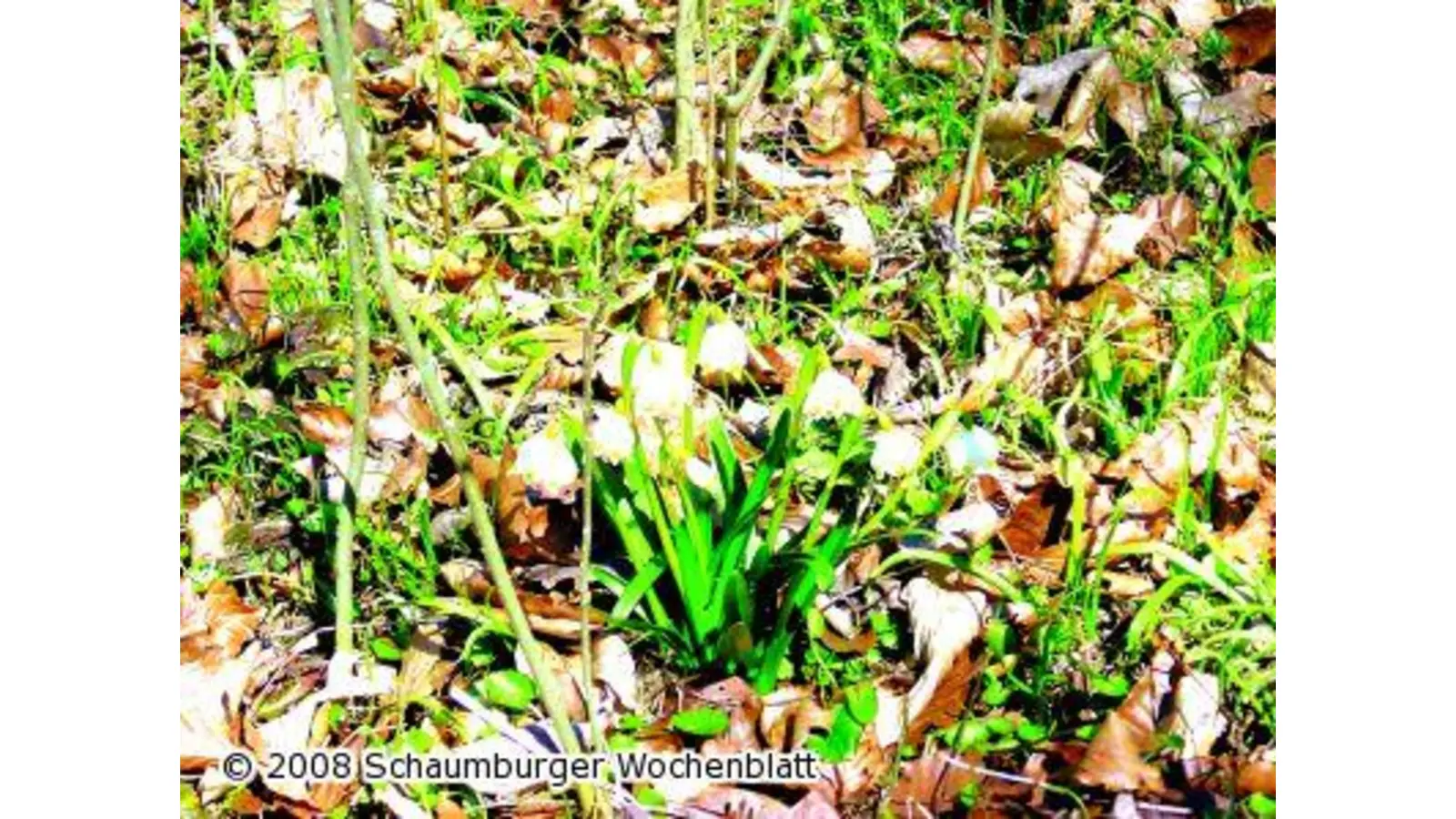 Märzenbecher blühen früher (Foto: ug)