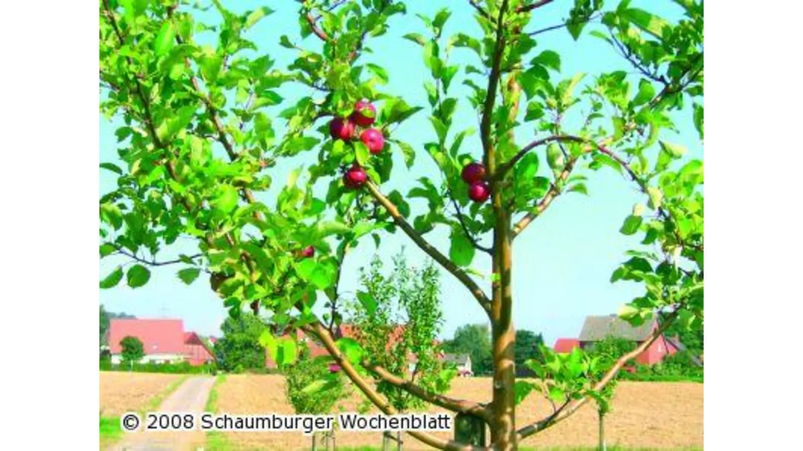 Agenda-Allee eingeweiht (Foto: pd)