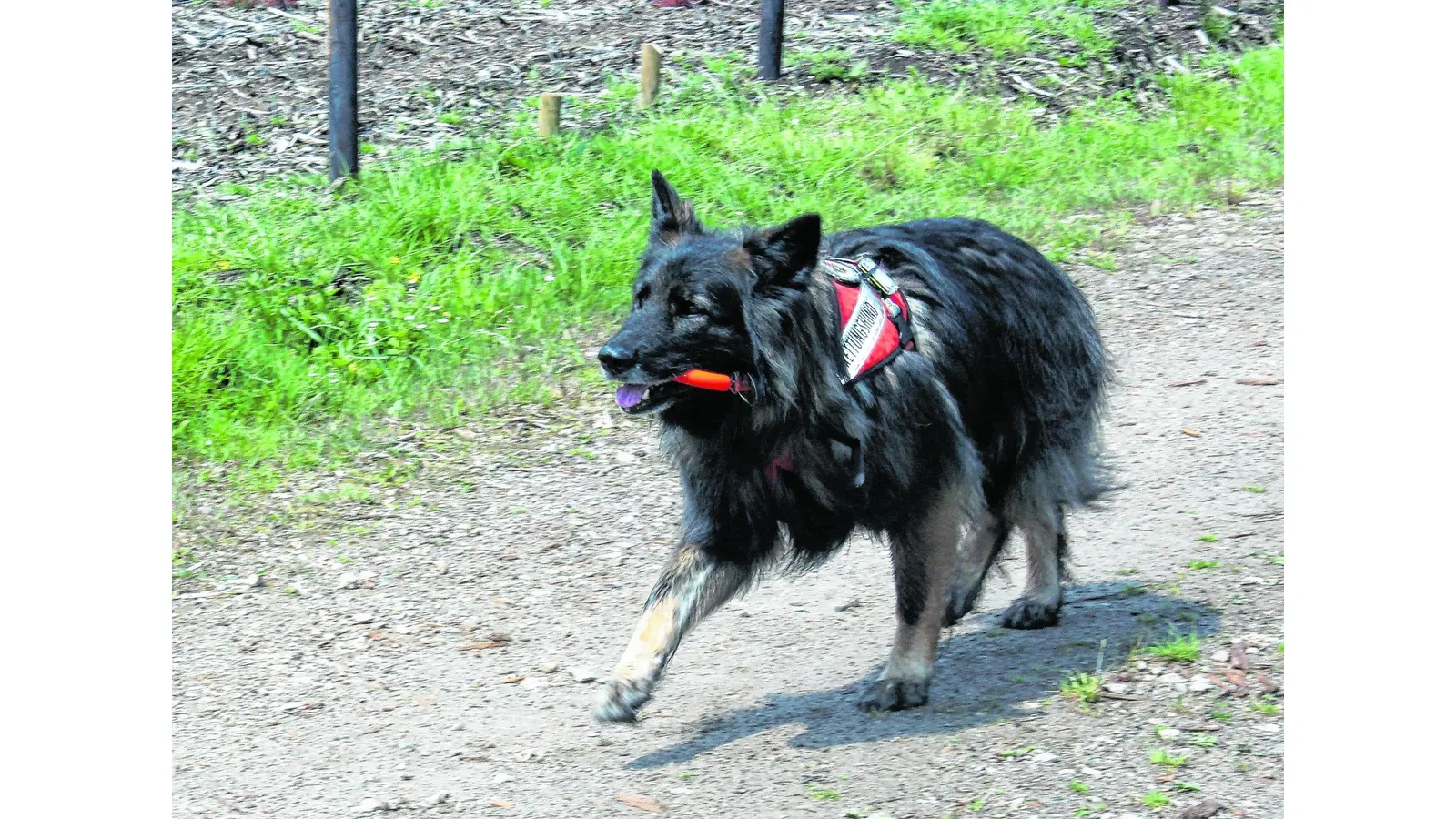 Guter Spürnasen-Nachwuchs ist gefragt (Foto: red)