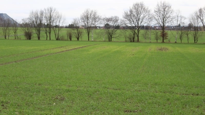 Ein nach den ergiebigen Regenfällen durchnässtes Feld.  (Foto: wb)