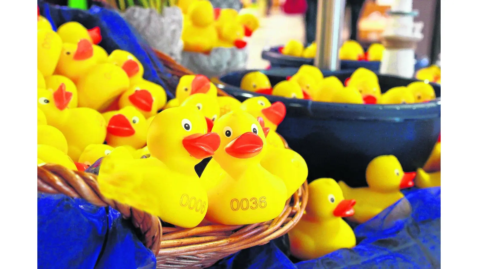 Enten für das Rennen sichern (Foto: tau)