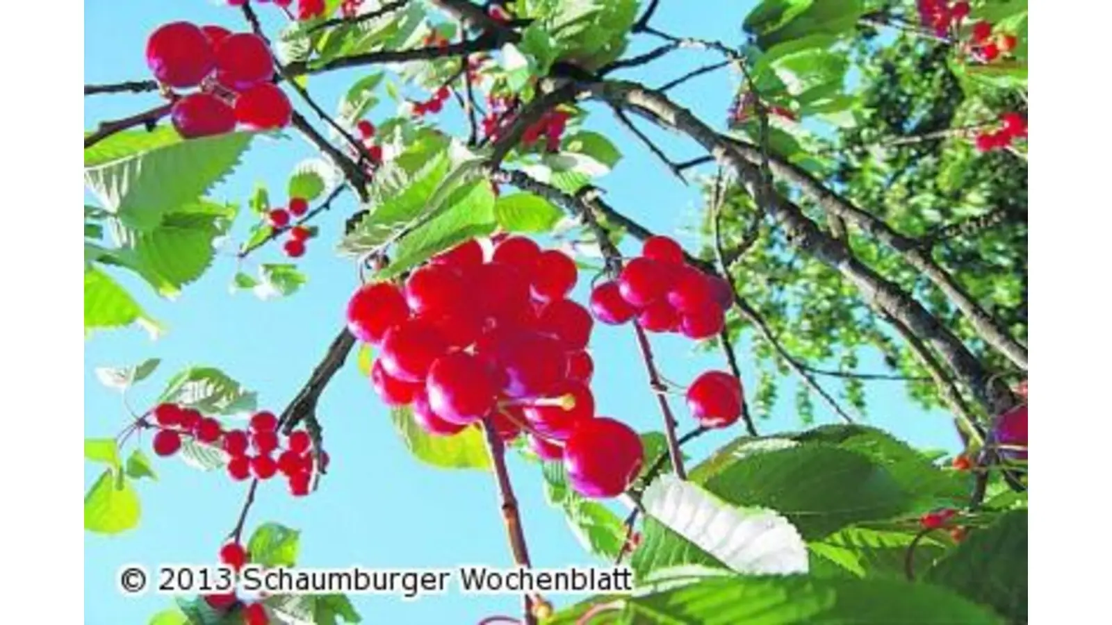Kirschenfest mit Weitspuck-Wettbewerb (Foto: ste)