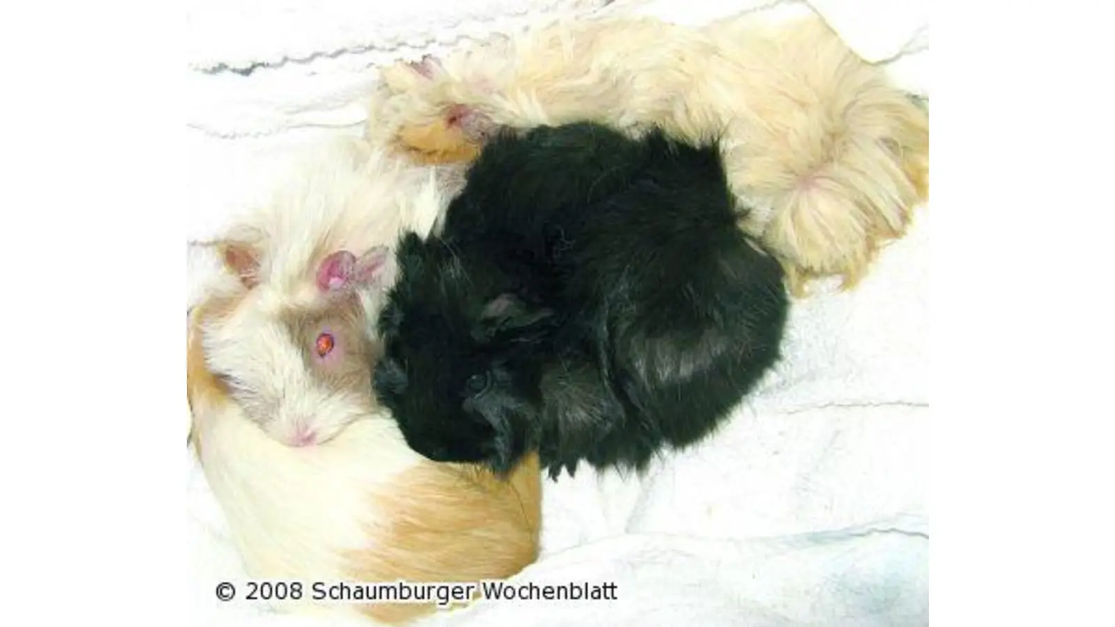 Meerschweinchen ausgesetzt (Foto: pd)
