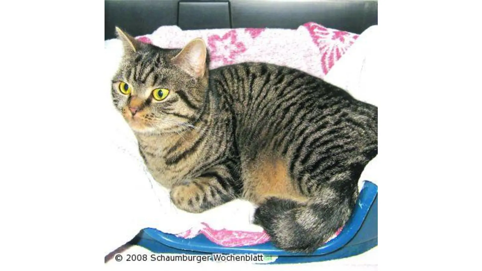 Eine echte Schmusekatze (Foto: pd)