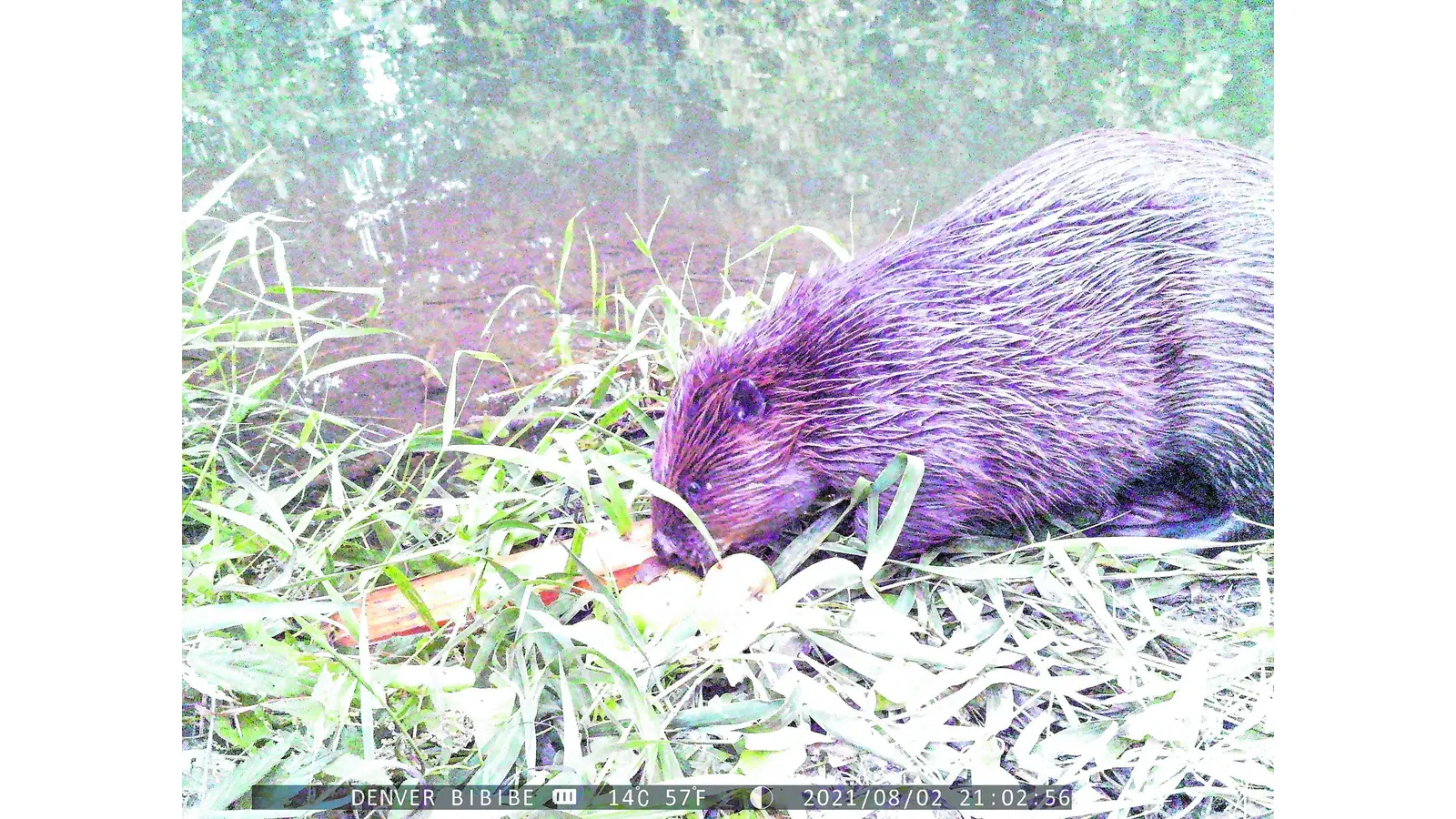 Nachwuchs tummelt sich am Bach (Foto: red)