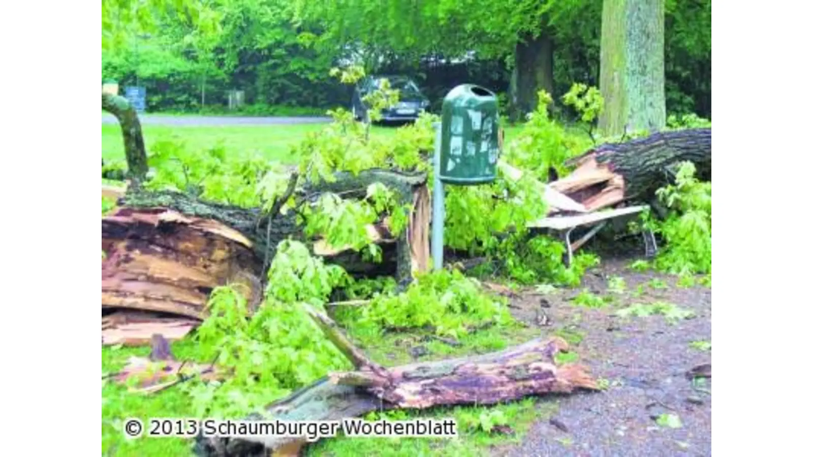 Blitz zerstört einen alten Ahornbaum im Schlosspark (Foto: hb)