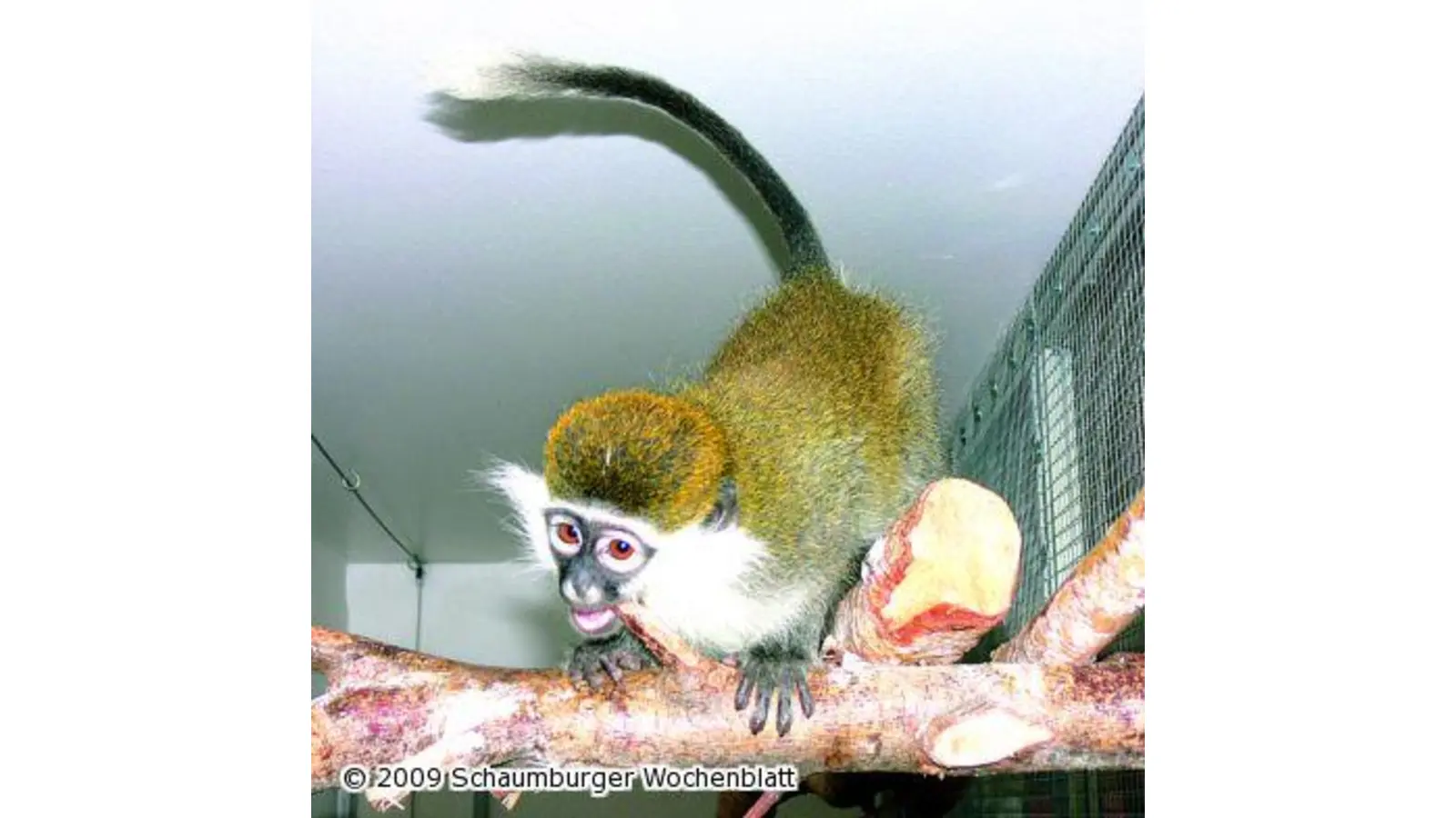 Wildtierstation nimmt Affenjungtier auf (Foto: mk)