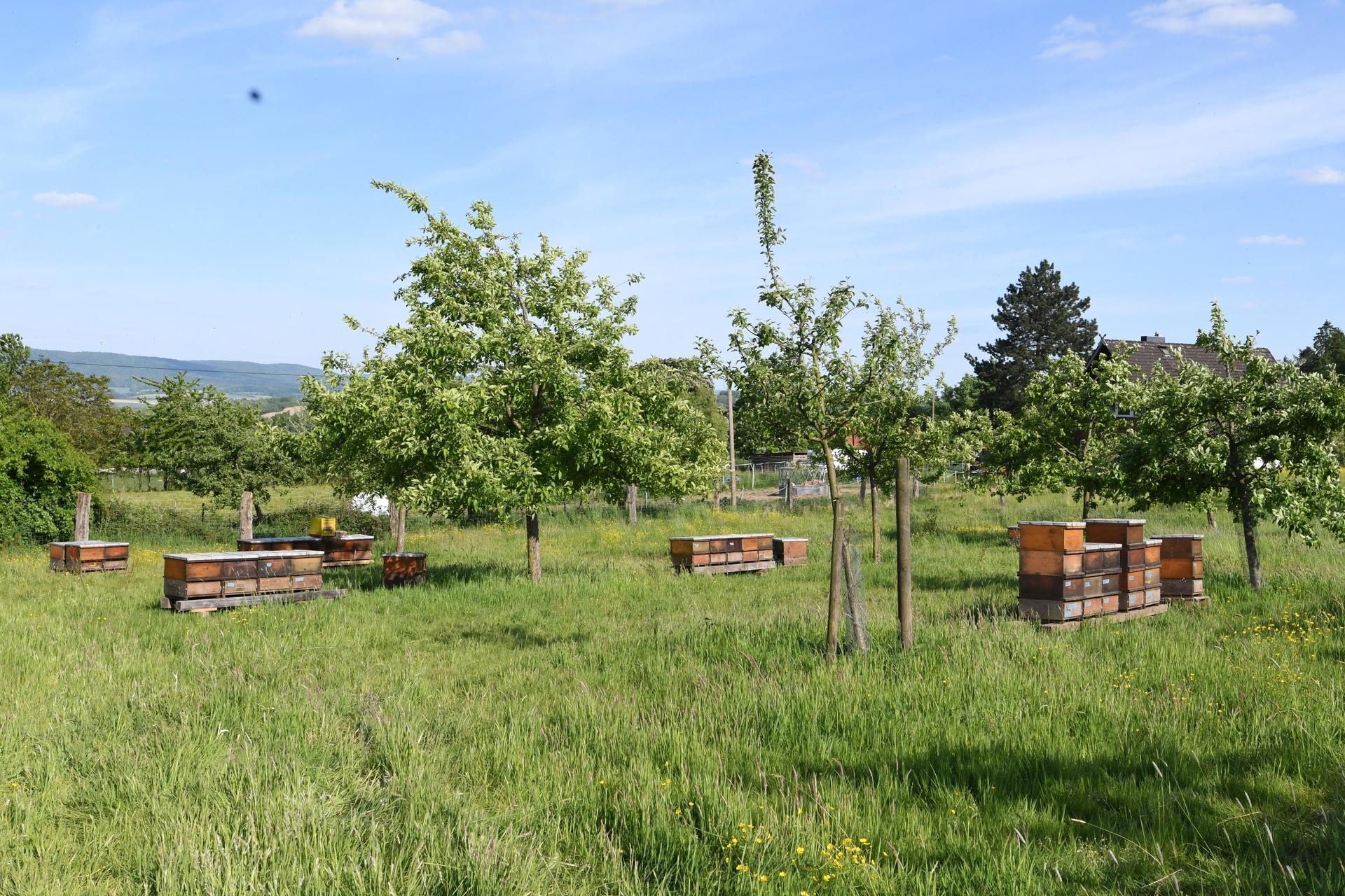 Am Bienenhaus. (Foto: nd)