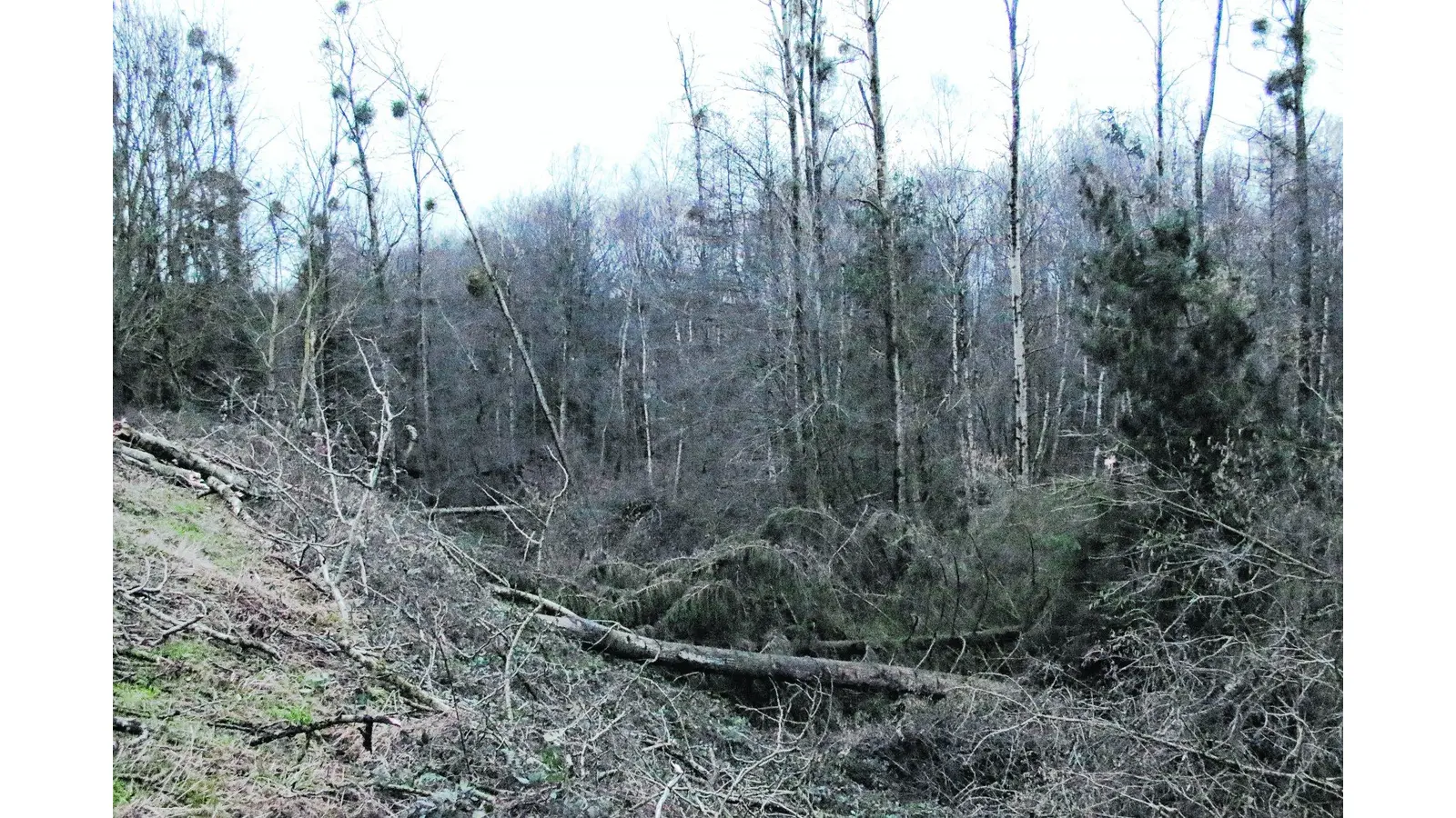 Starke Orkanböen halten Helfer auf Trab (Foto: bb)