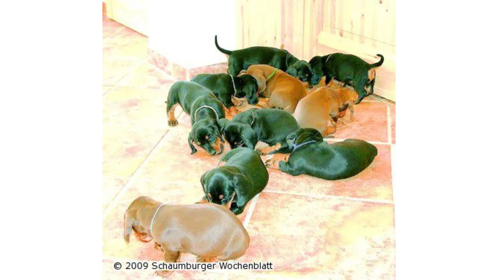 Zehn kleine Dackel beim Gesundheitscheck (Foto: tt)