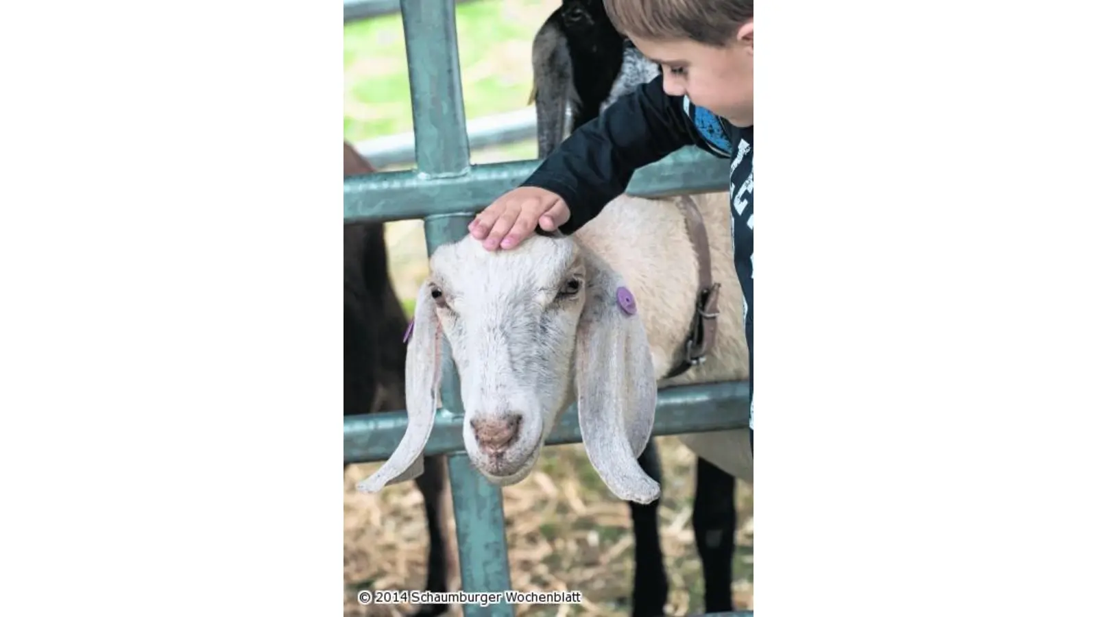 Landwirtschaft hautnah erleben (Foto: wa)