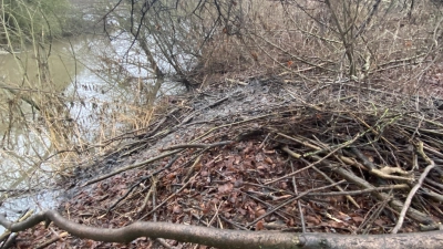 Ein Biberbau im Bereich der Fluthamel im Hameln.<br> (Foto: ste)