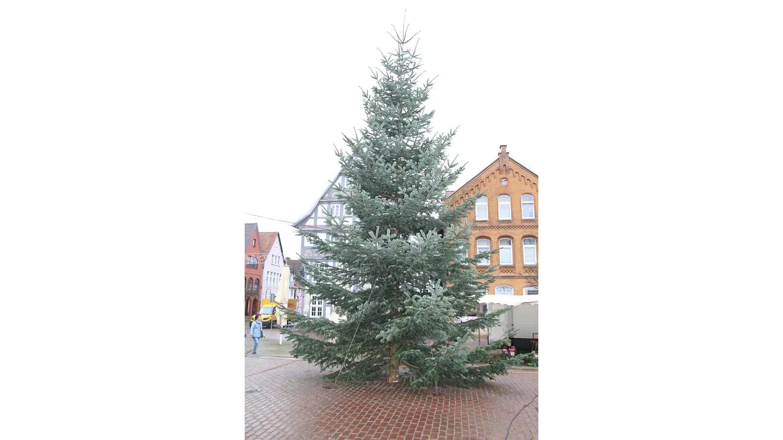 Das Hagebaucentrum Altenburg sponsort eine schmucke Nordmanntanne für den Weihnachtsmarkt. (Foto: Borchers, Bastian)