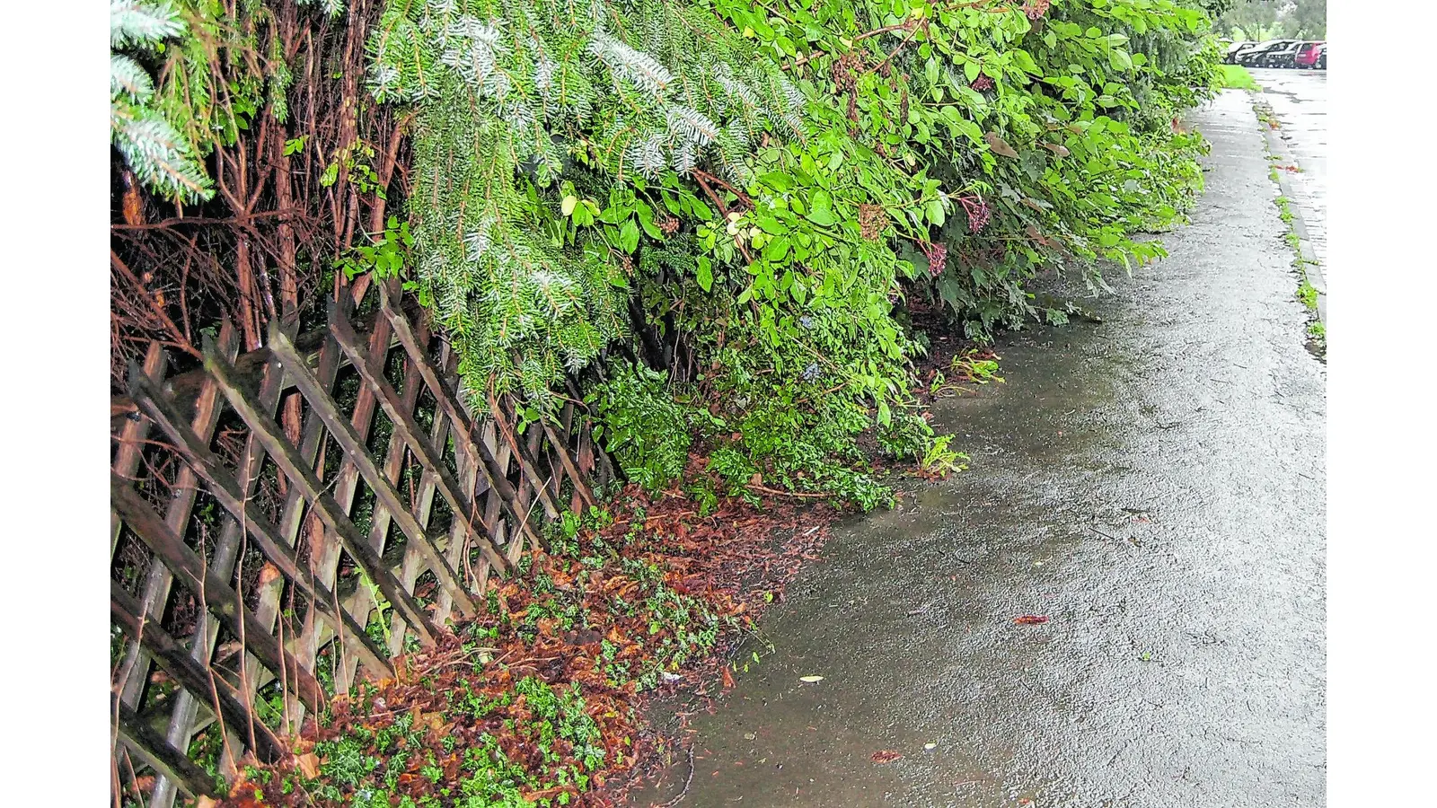 Rückschnitt für die Verkehrssicherheit (Foto: ste)