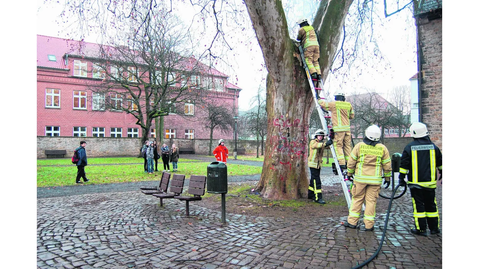 Unbekannte setzen die Platane in Brand (Foto: mk)