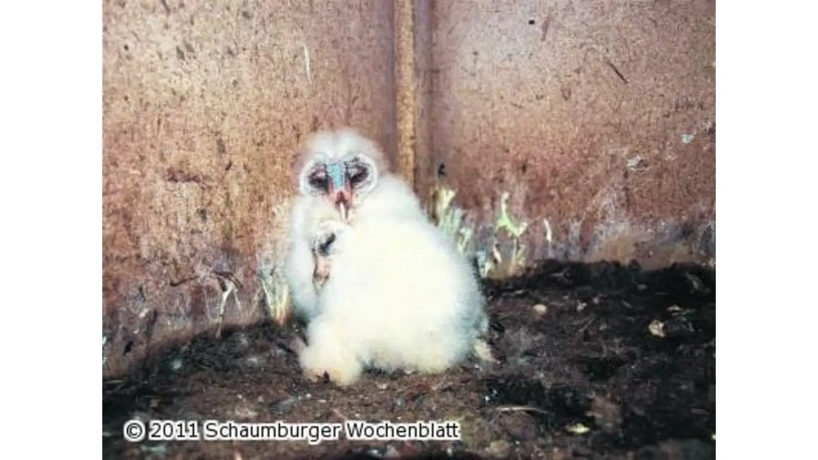 Schleiereulen beim Brüten nun unter die Flügel greifen (Foto: ste)
