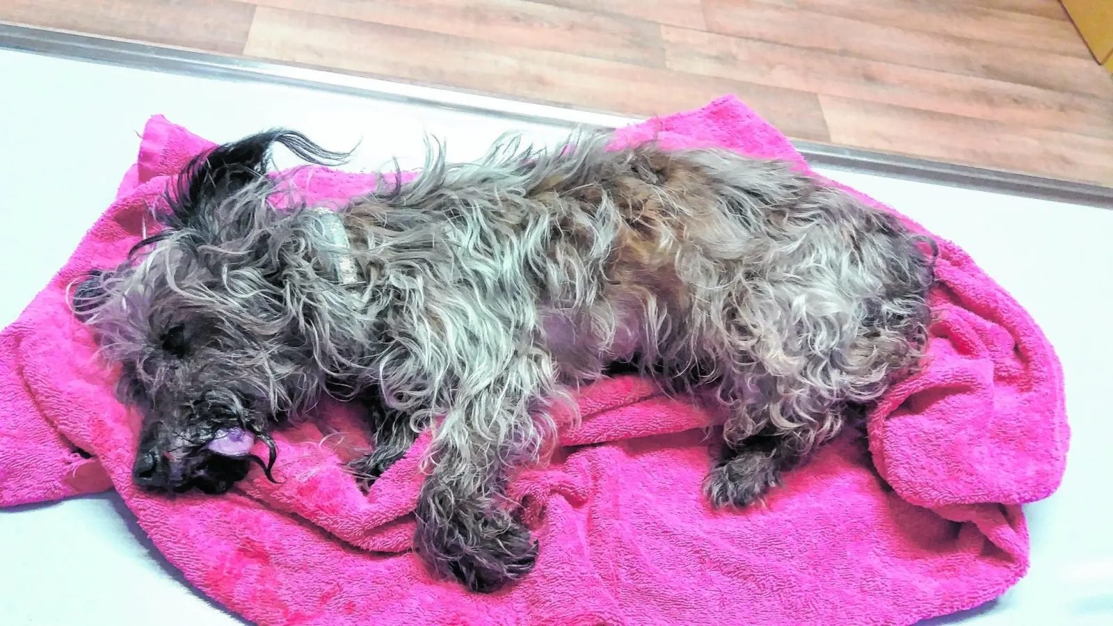 Tierhalter gesucht (Foto: jl)