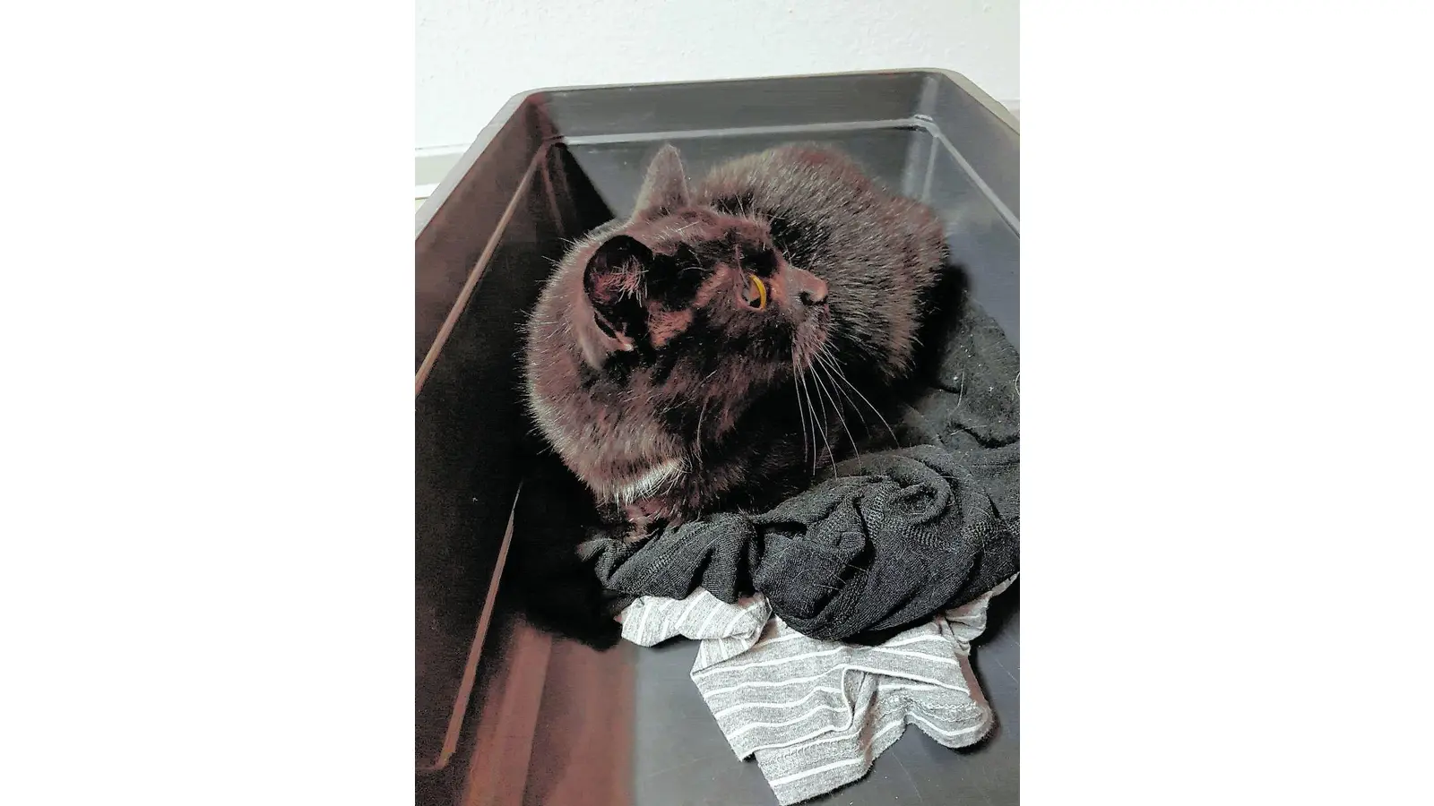 Verletzte Katze wird aufgefunden (Foto: mk)