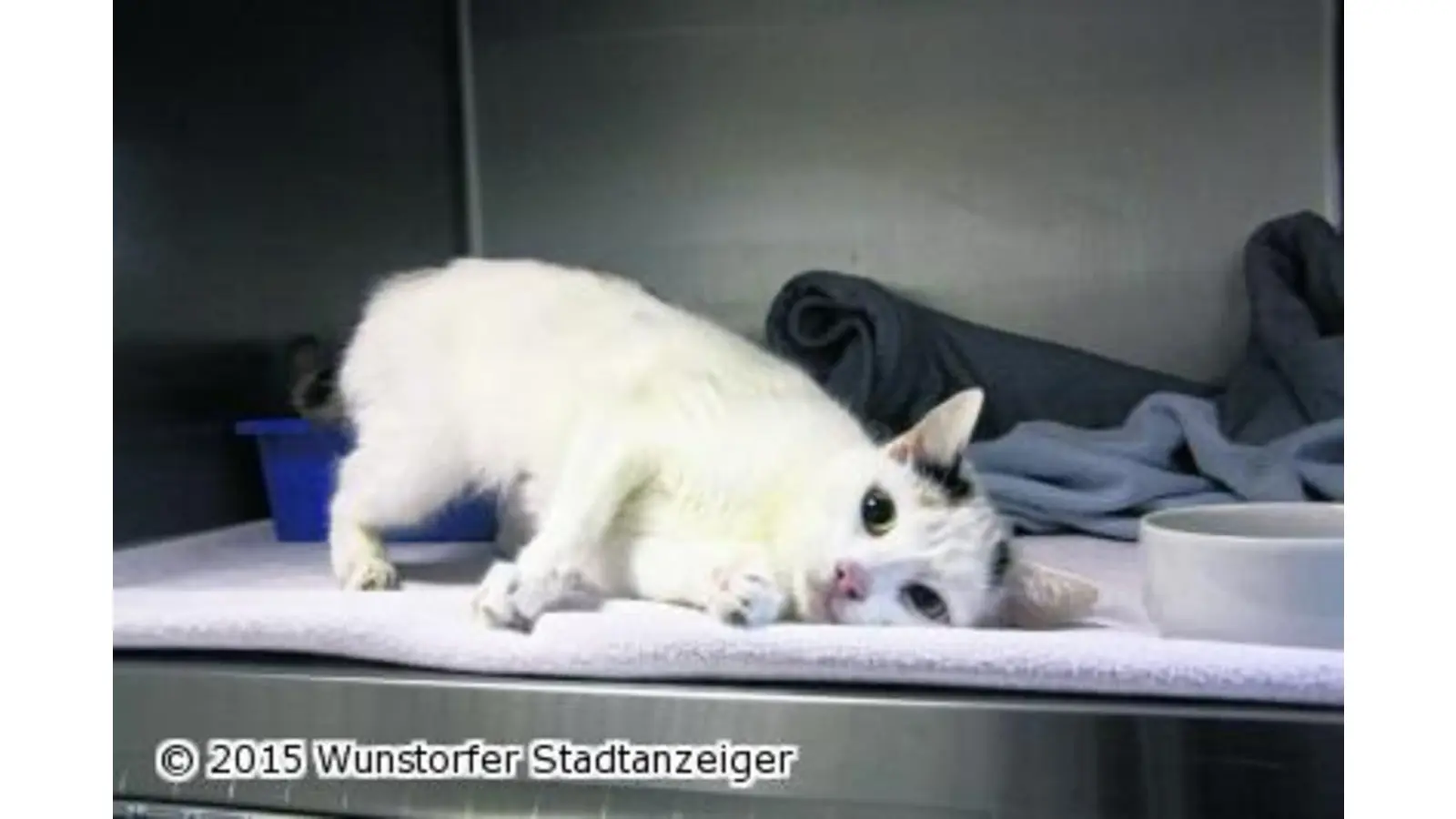Schmusige Katze gefunden (Foto: gi)