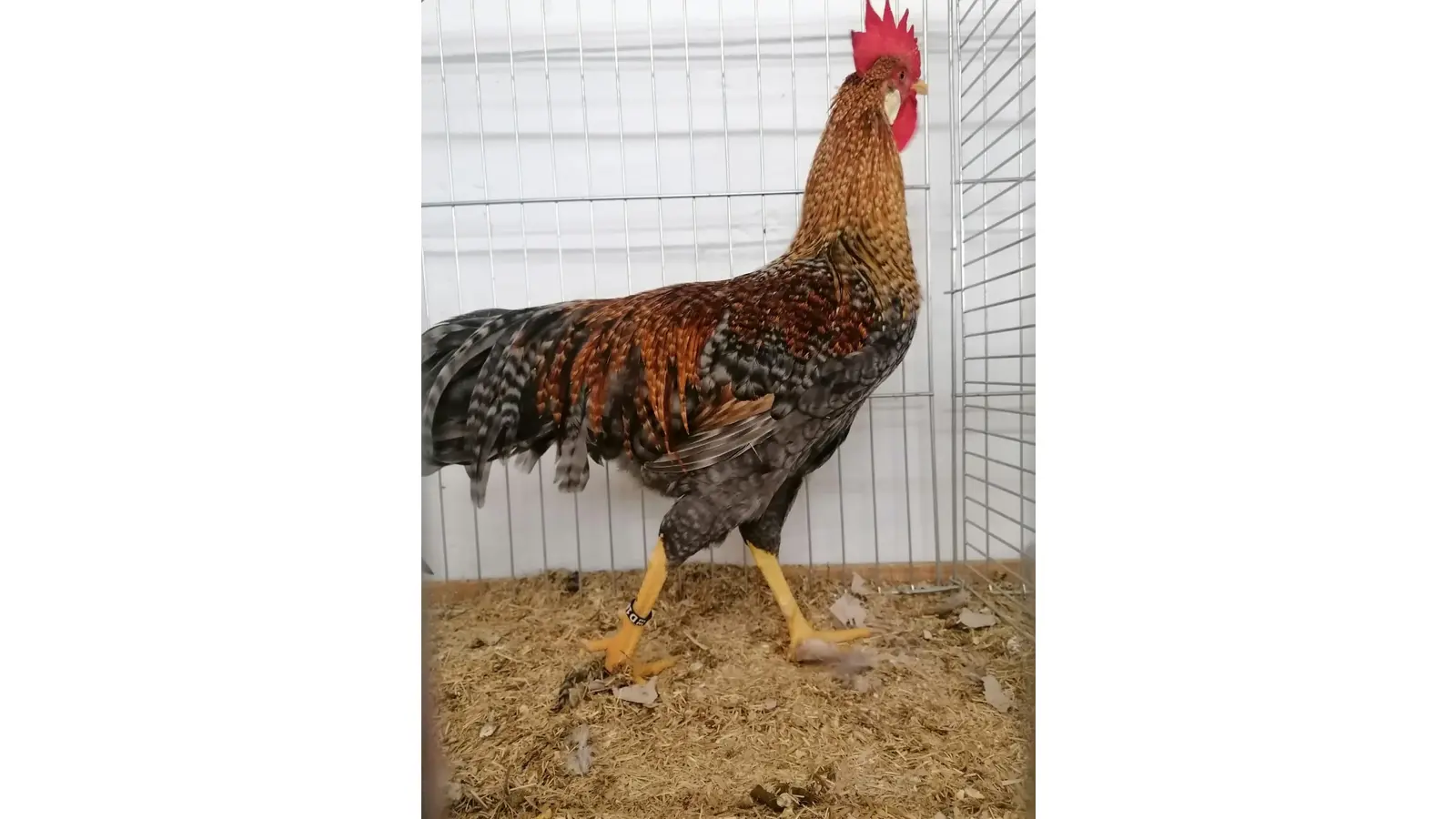 Schau 2023. (Foto: nd)