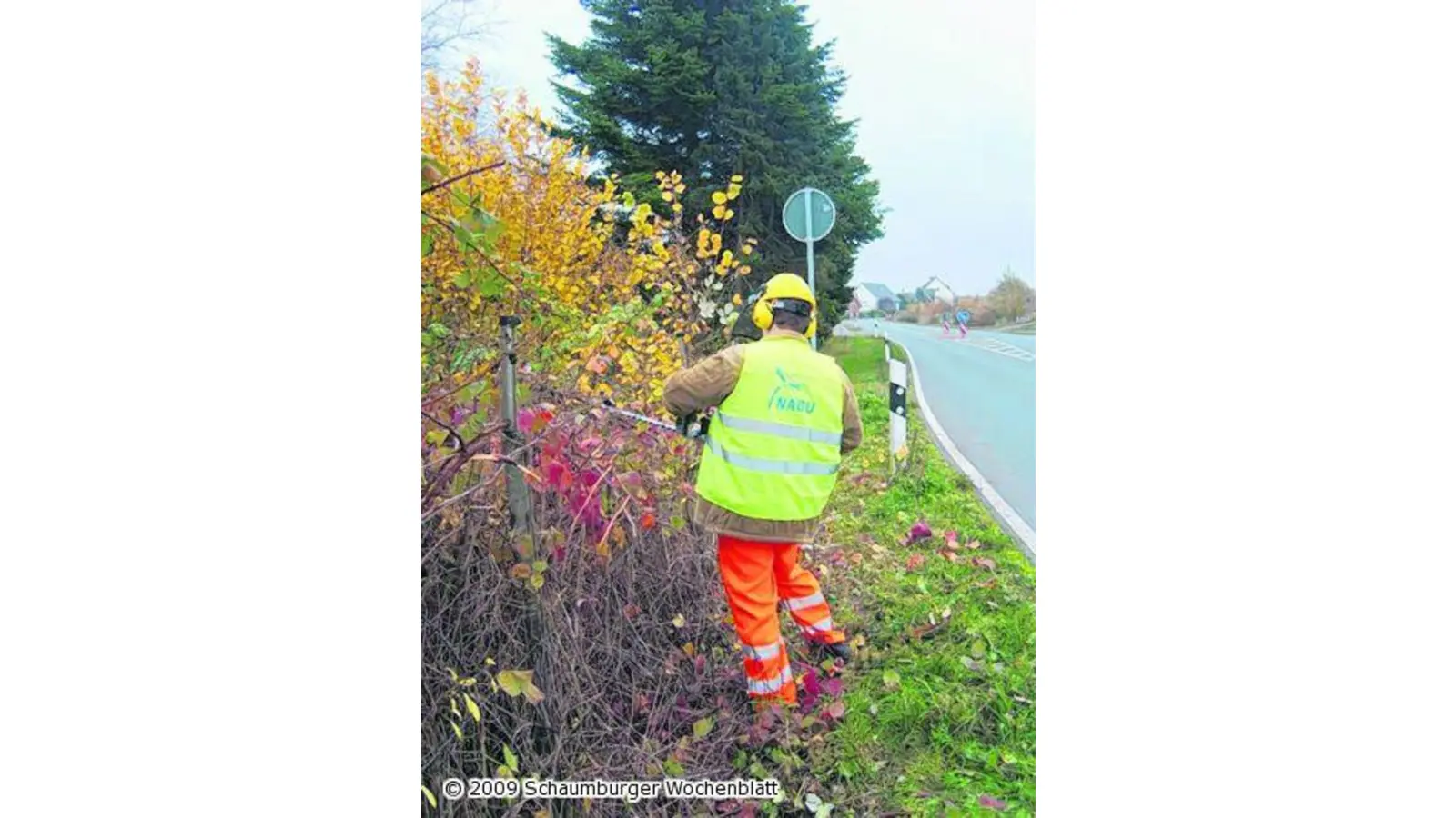 Heckenschneiden an der Schilfwiese (Foto: red)