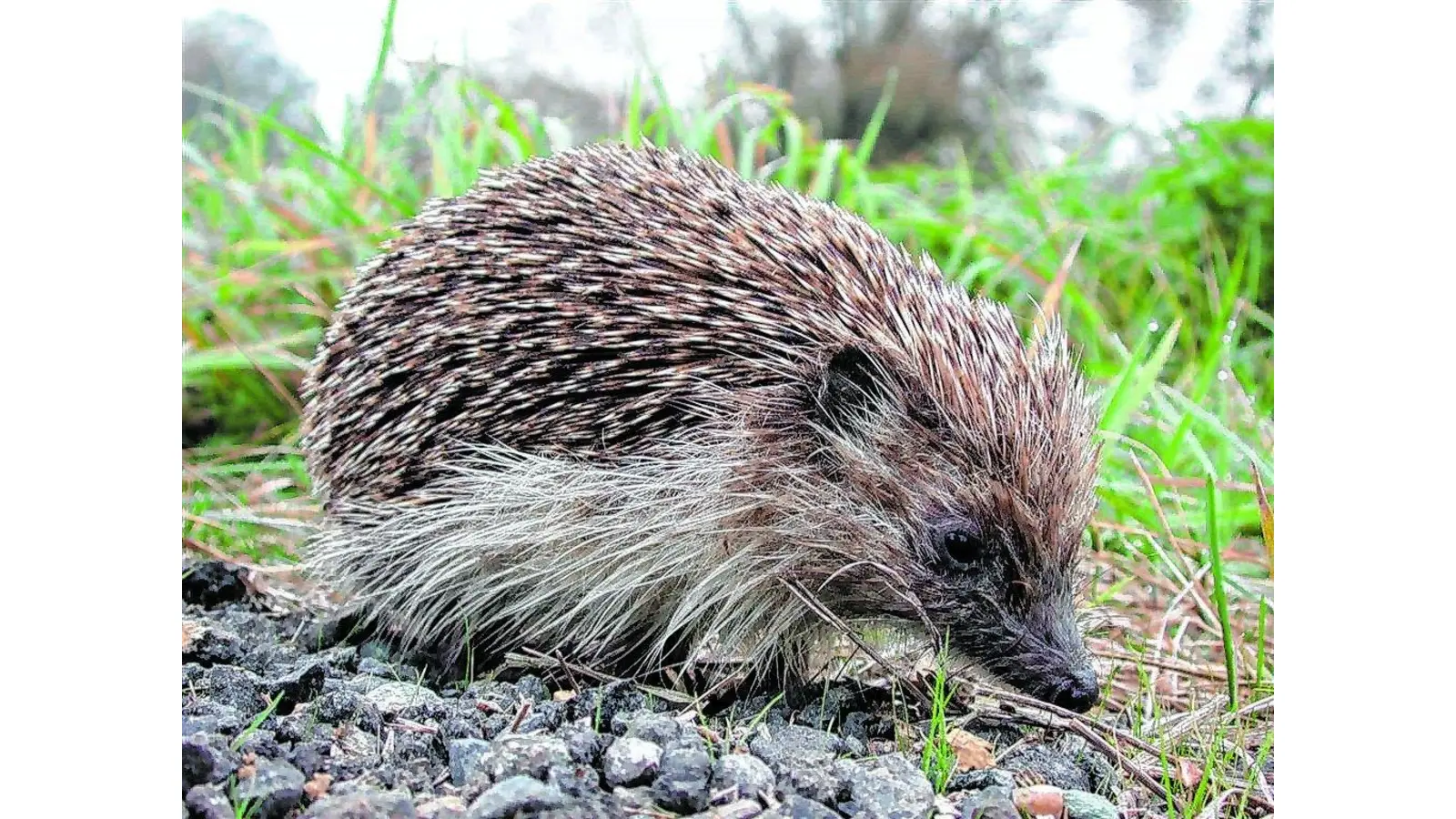 Wenn die Igel nachts auf Schneckenjagd gehen (Foto: red)