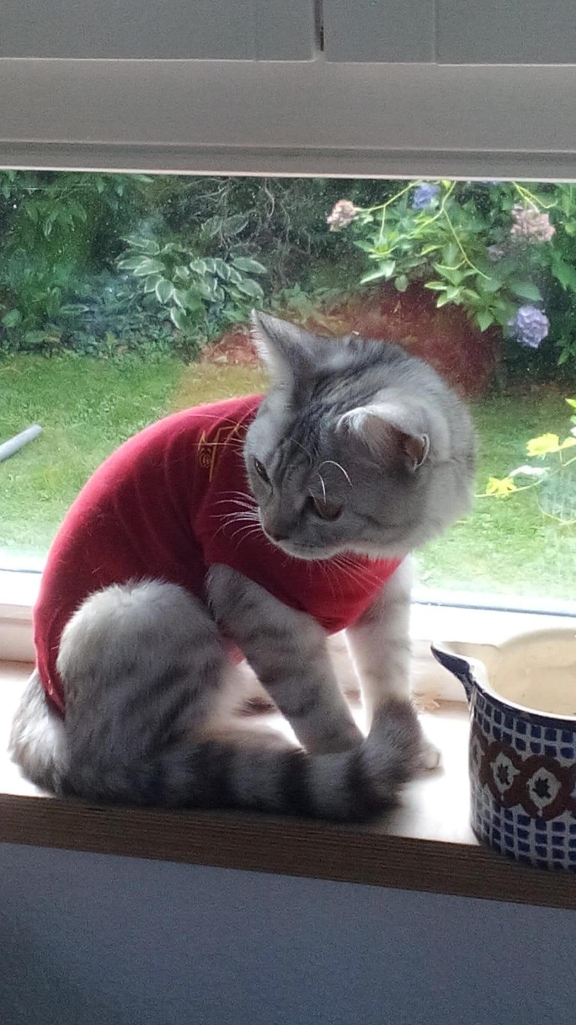 Katzen Top Ten - nicht nach der Platzierung sortiert. (Foto: *privat)