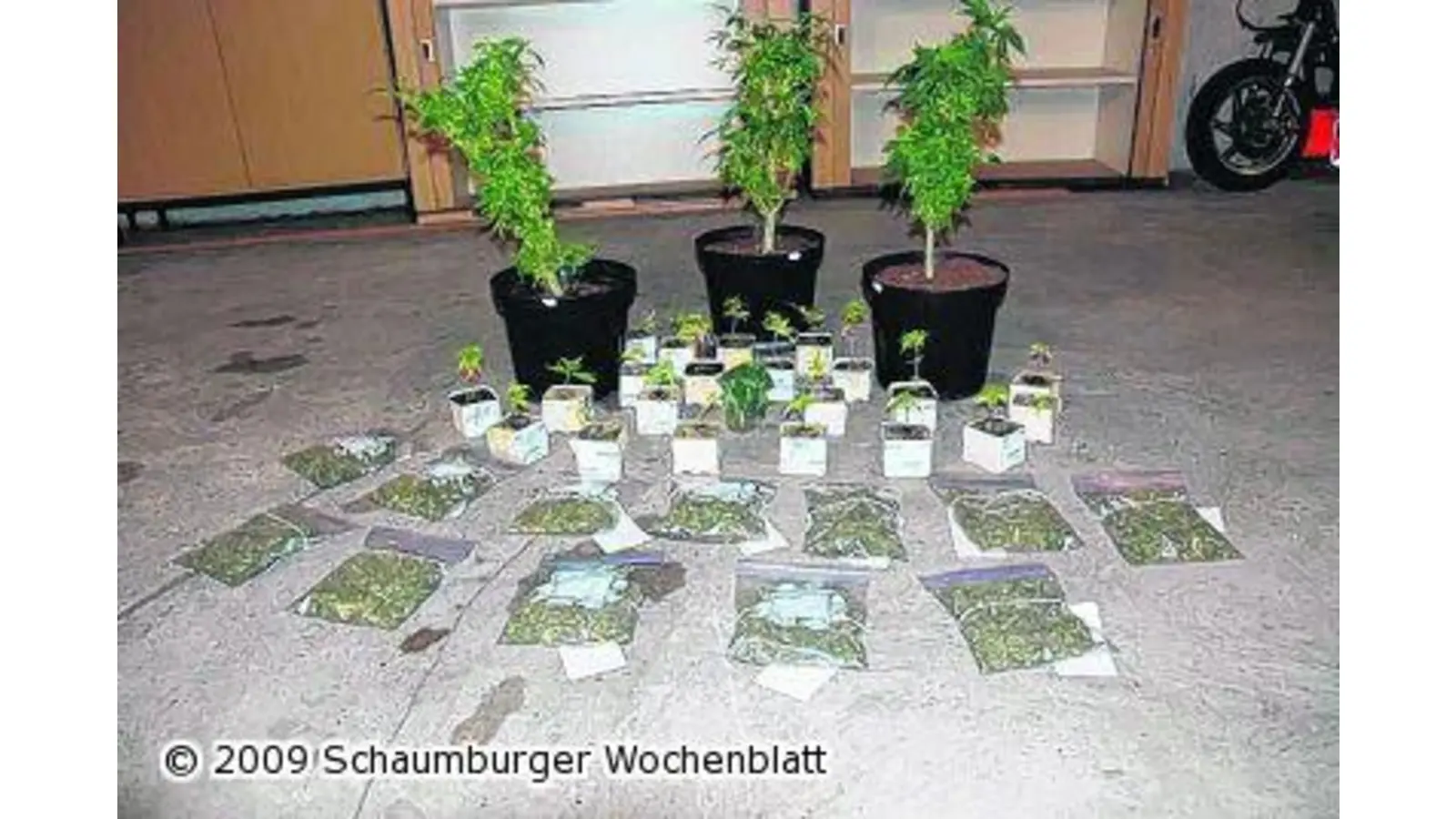 650 Gramm Marihuana sichergestellt (Foto: mk)
