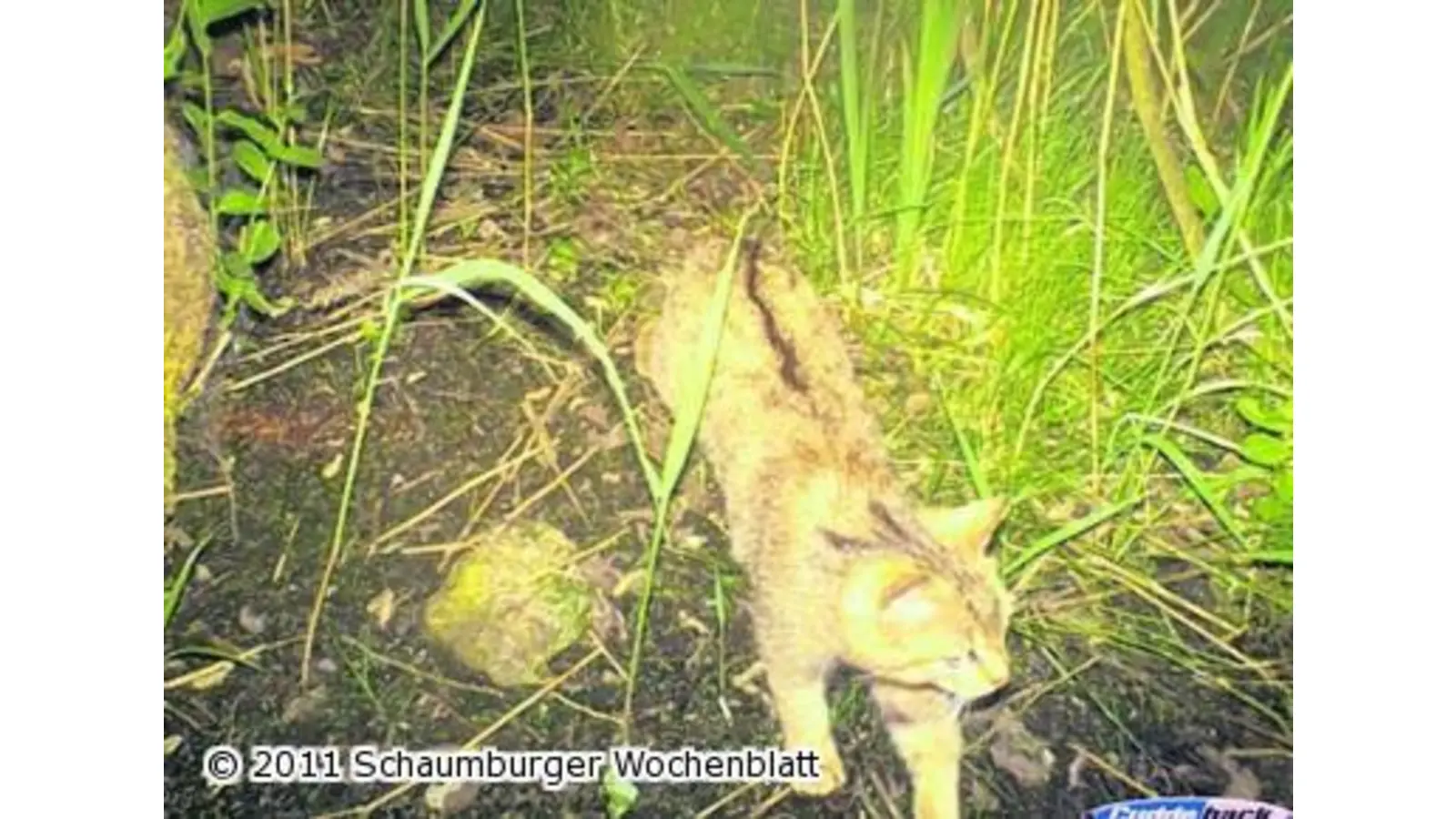 Wildkatze am Steinhuder Meer (Foto: ste)