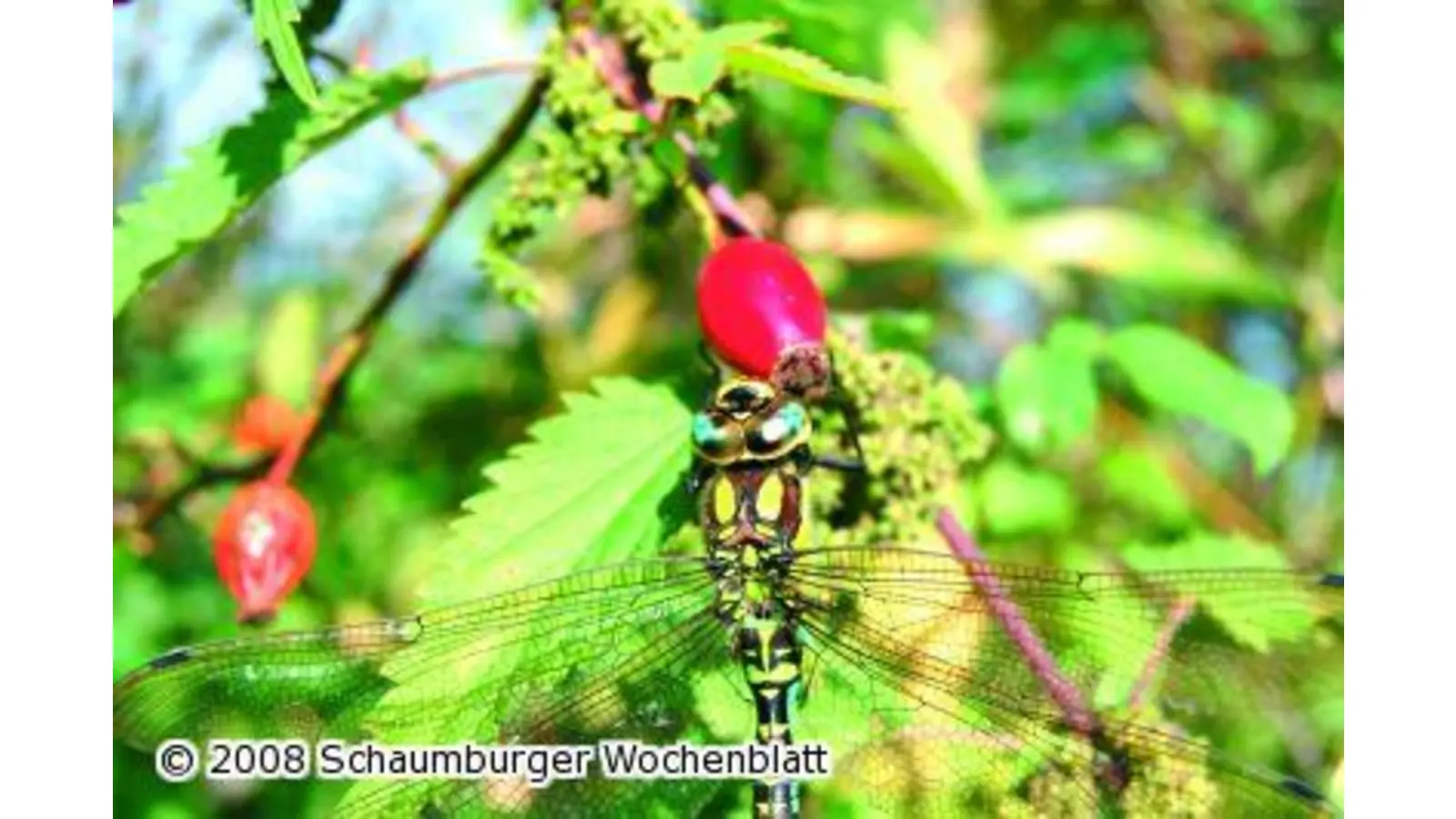 Mosaikjungfern lieben Hagebutten (Foto: ste)