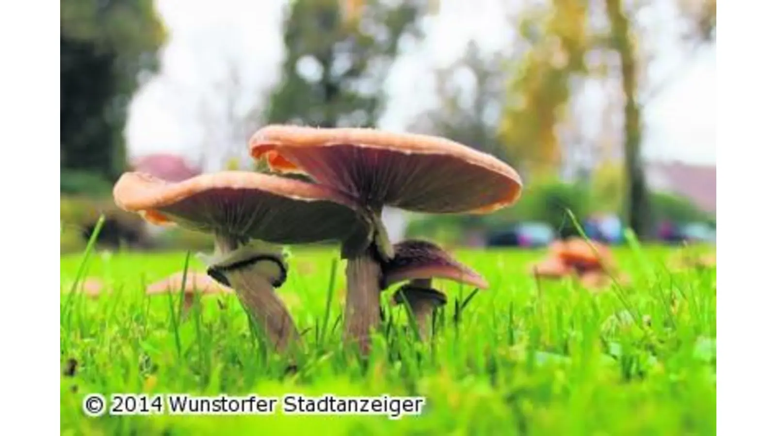Ab in die Pilze (Foto: jan)