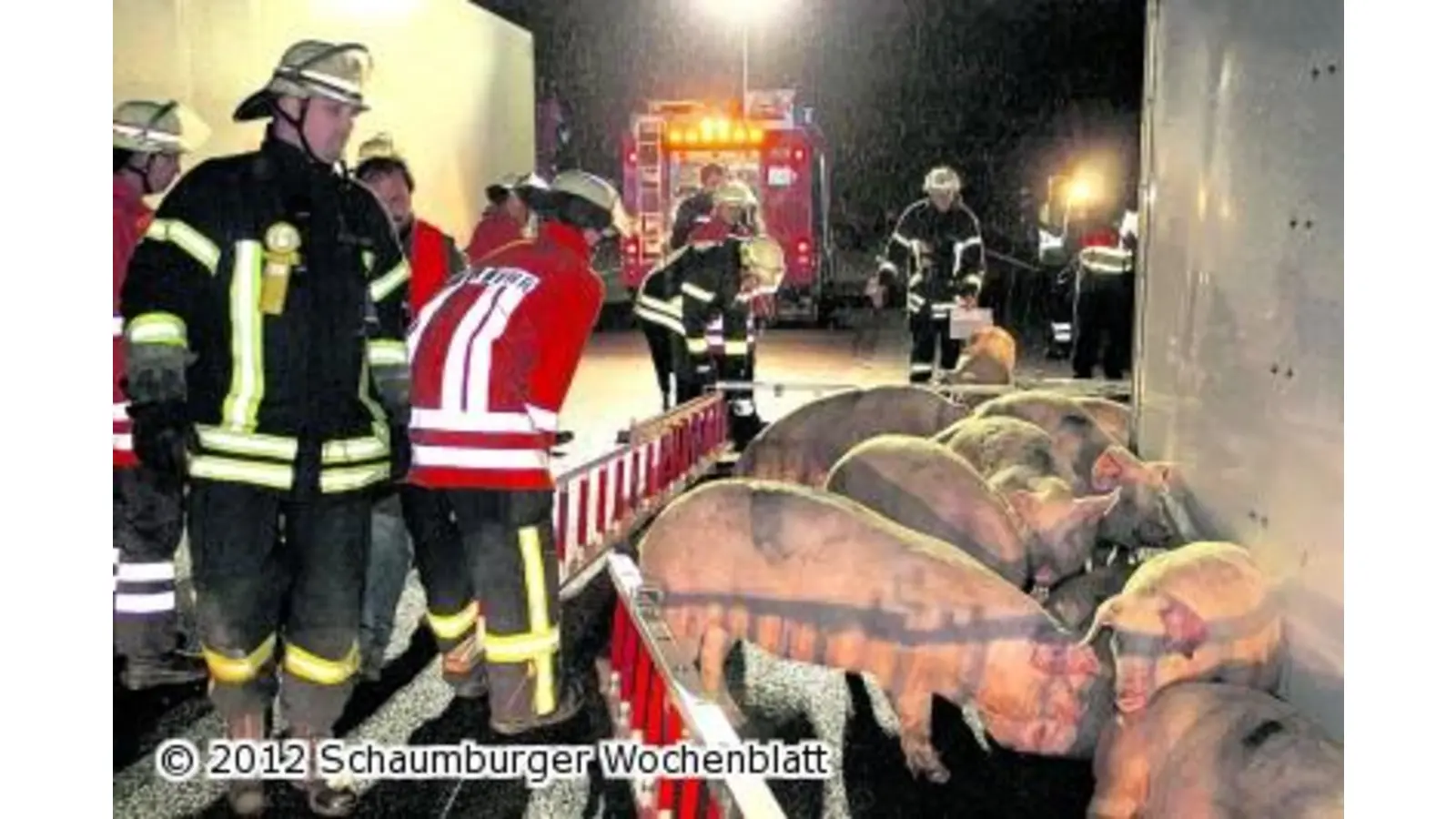 Feuerwehr muss Schweine hüten (Foto: us)