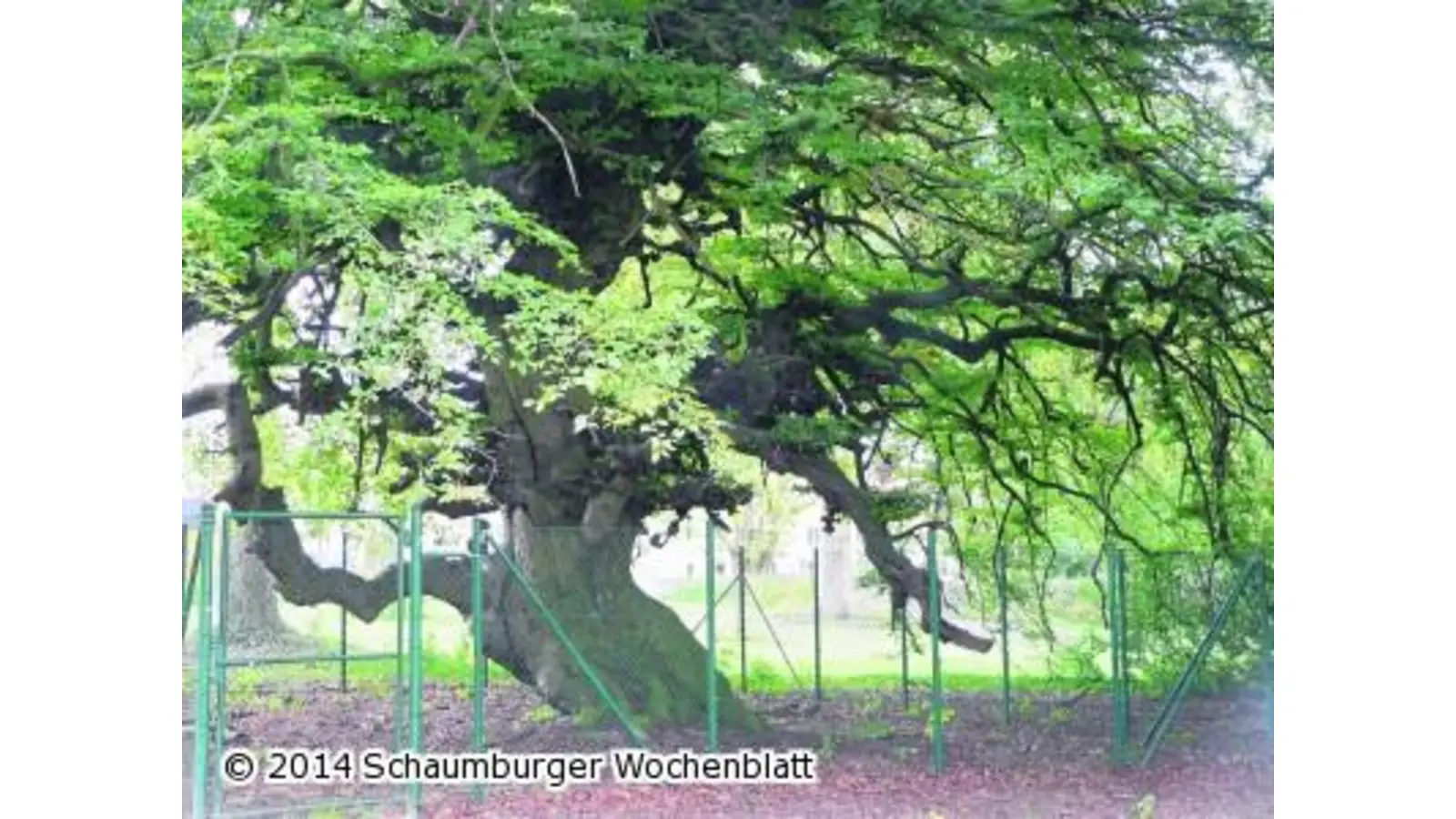 Ein Zaun soll Baum und Besucher schützen (Foto: al)