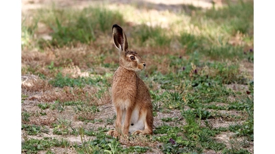 Bild von <a href="https://pixabay.com/de/users/wfranz-7477911/?utm_source=link-attribution&utm_medium=referral&utm_campaign=image&utm_content=4337587">Franz W.</a> auf <a href="https://pixabay.com/de?utm_source=link-attribution&utm_medium=referral&utm_campaign=image&utm_content=4337587">Pixabay</a> (Foto: Pixabay)