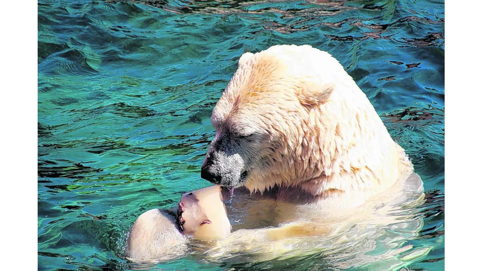 Tierische Erfrischung bei Rekordhitze (Foto: red)