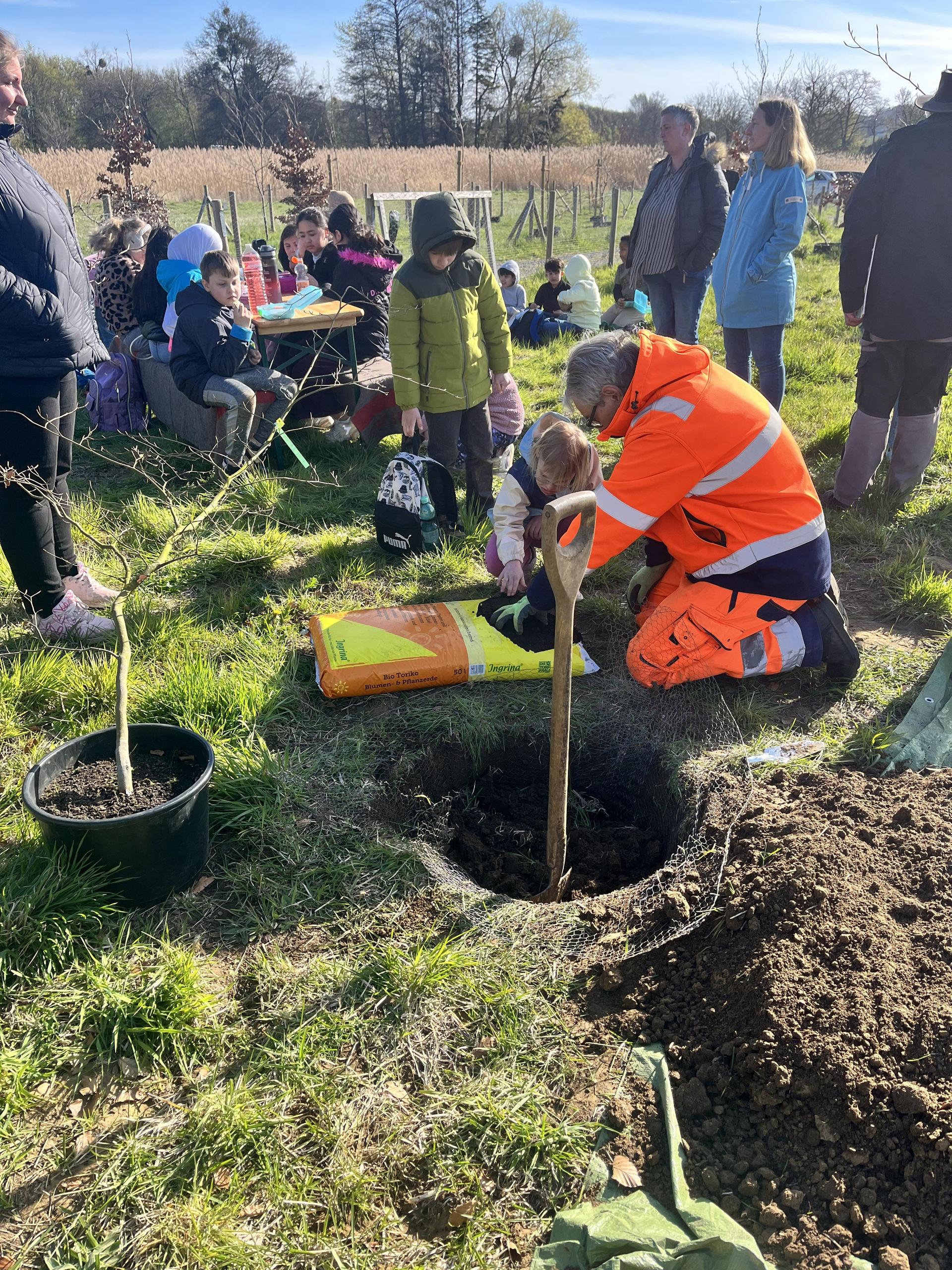 Süntelbuchen-Pflanzaktion. (Foto: nd)