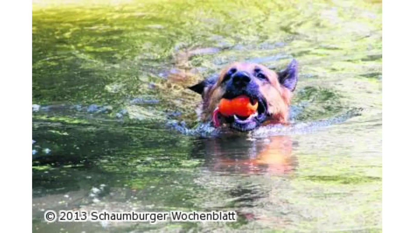 Bei 38 Grad Celsius hilft nur noch eine spritzige Abkühlung (Foto: jl)