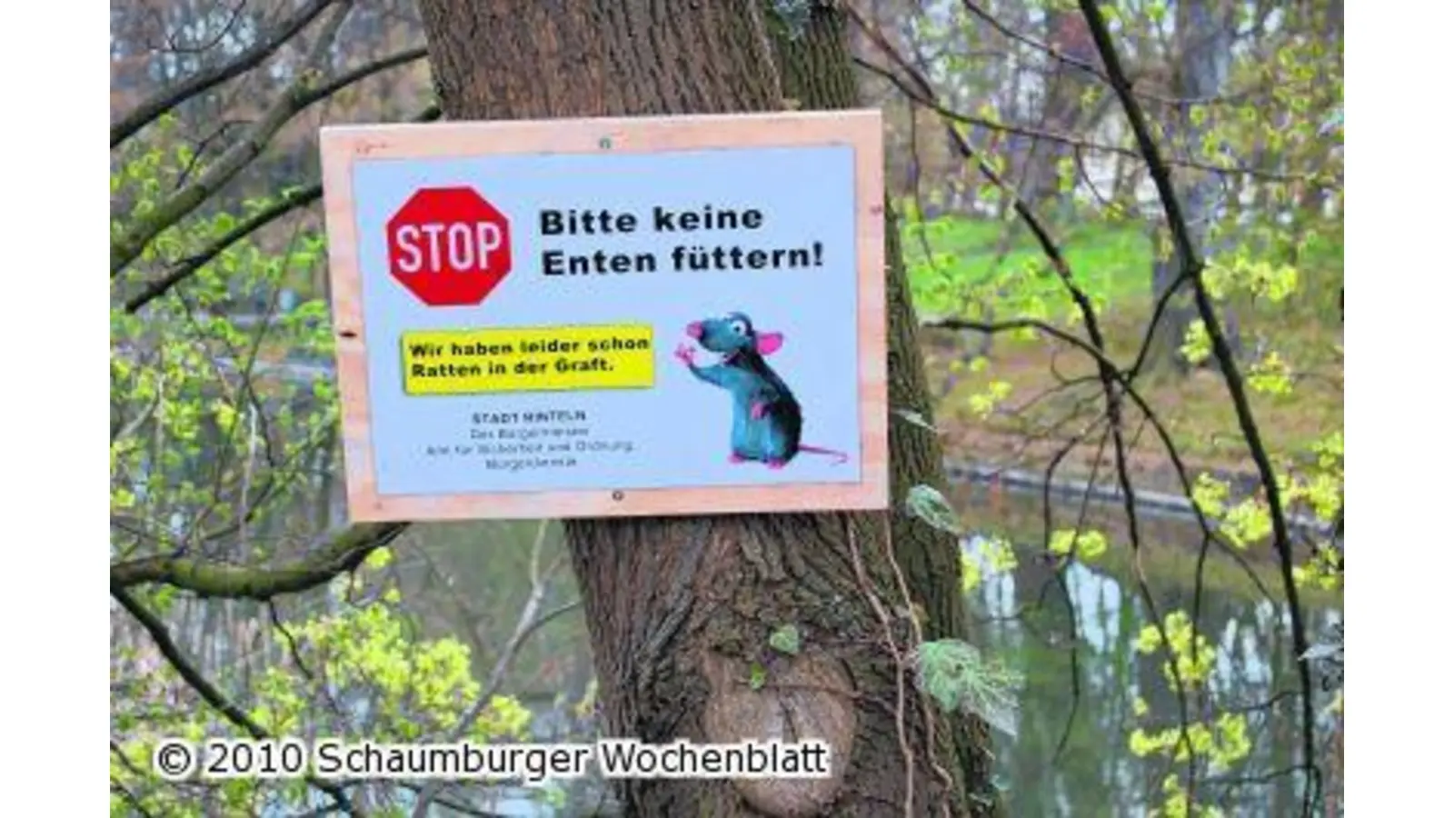 Bitte keine Ratten füttern (Foto: ste)
