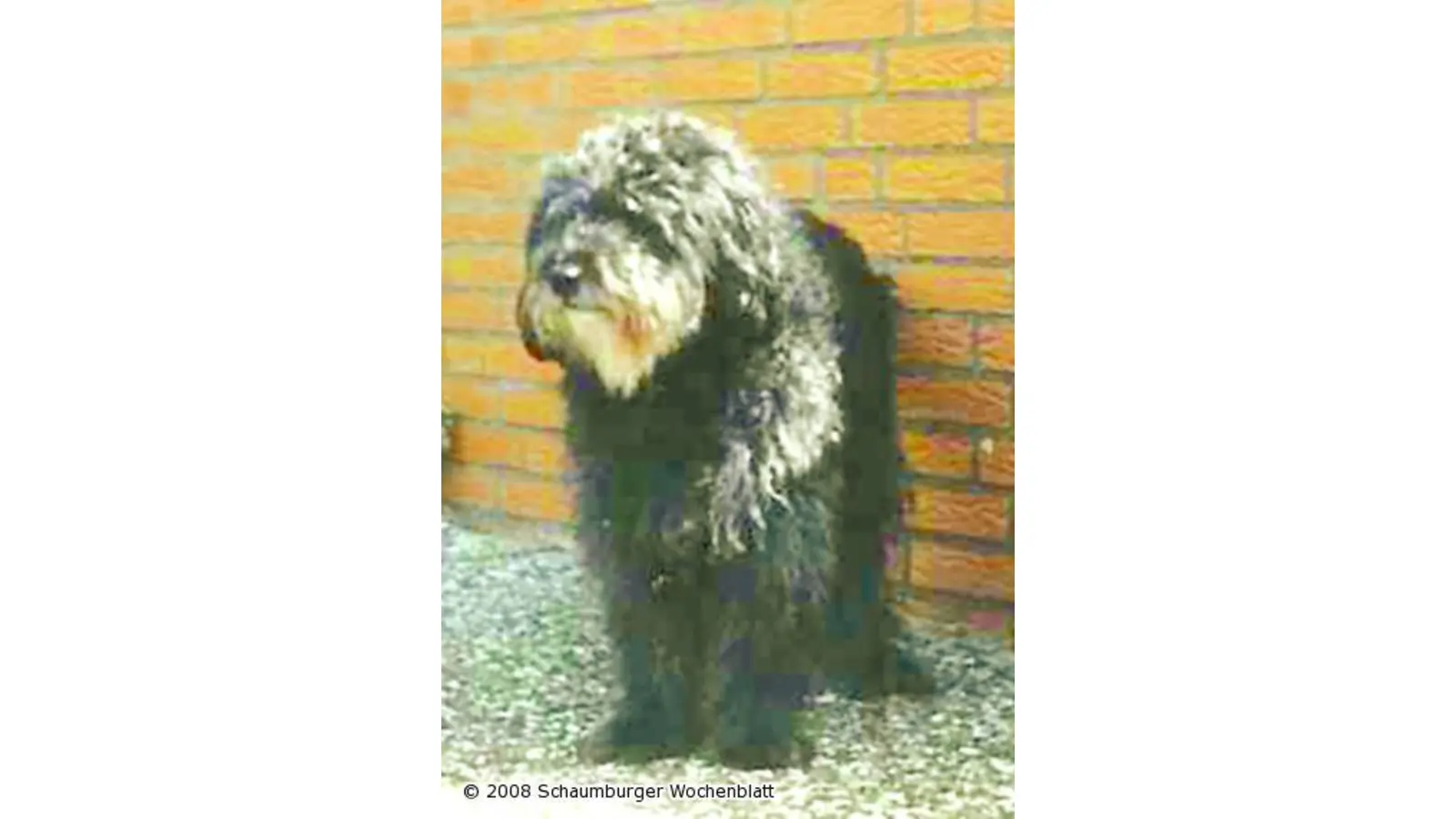 Leinenzwang für Hunde (Foto: tt)