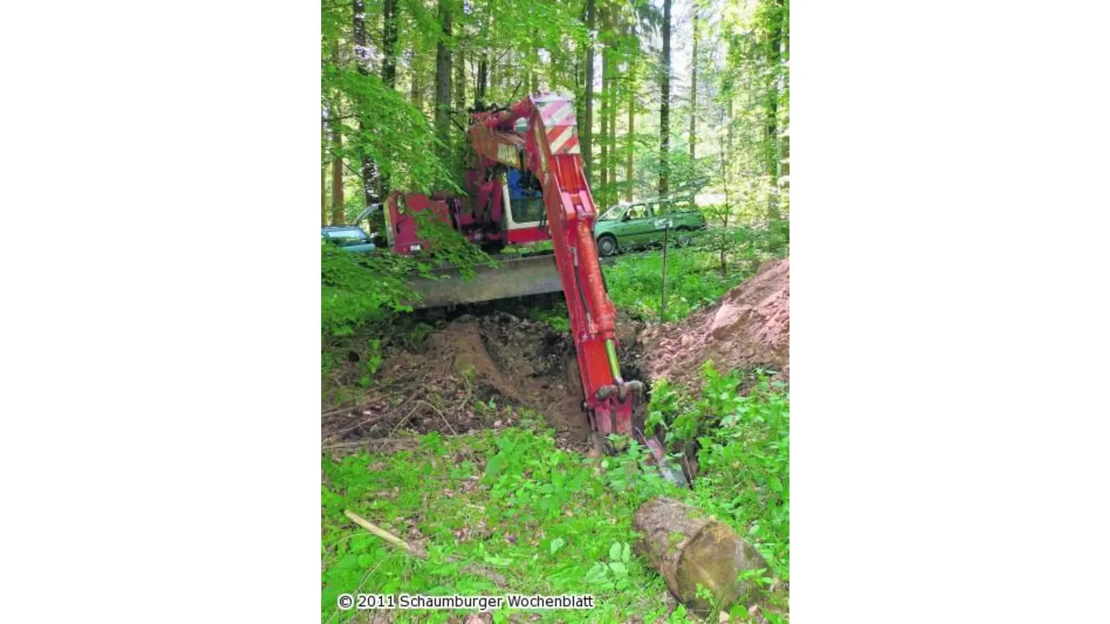 Beste Voraussetzungen für den Mischwald (Foto: al)